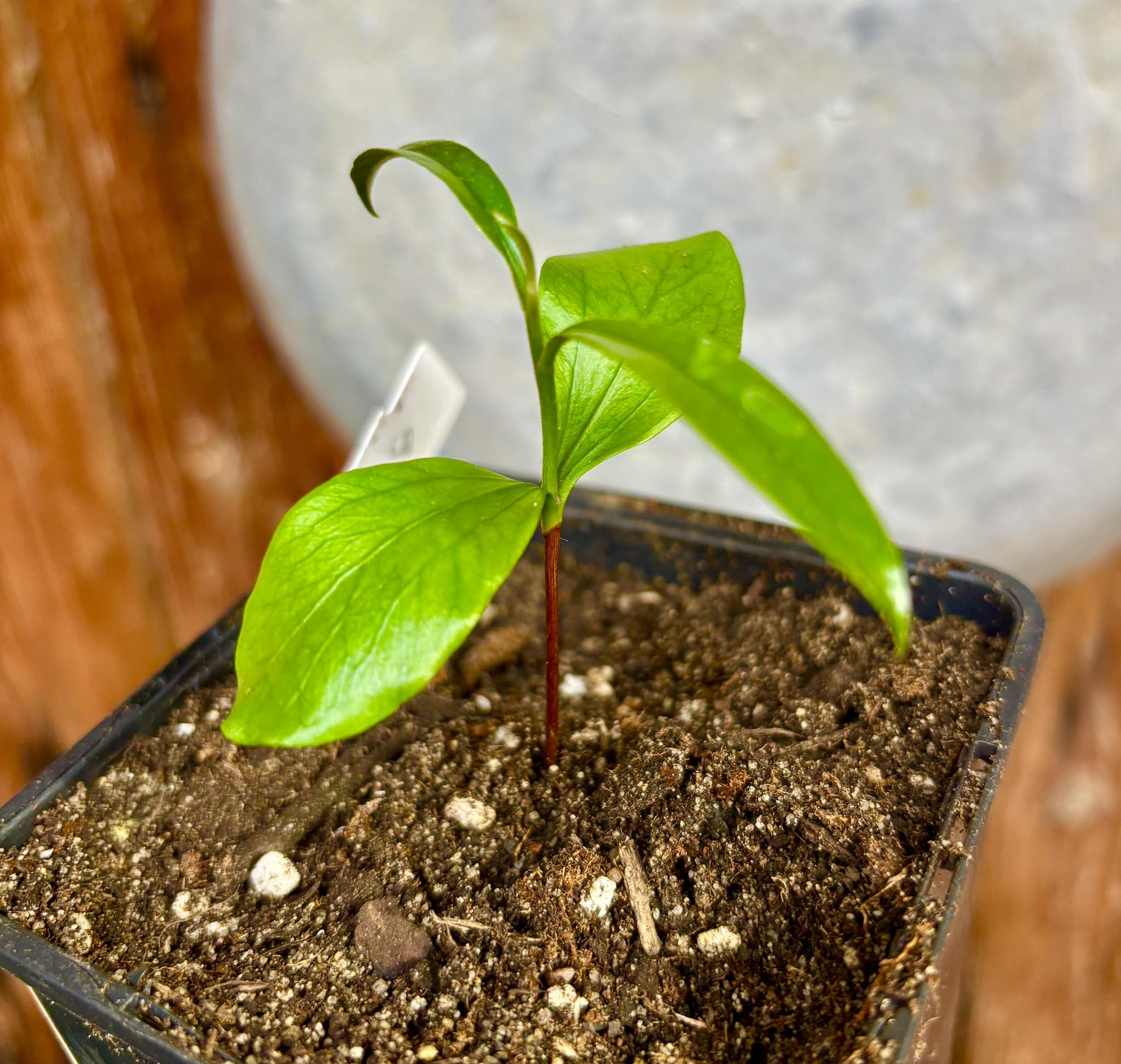 Chrysophyllum sp Massape  -  1 small potted seedling / 1 kleiner, getopfter Sämling