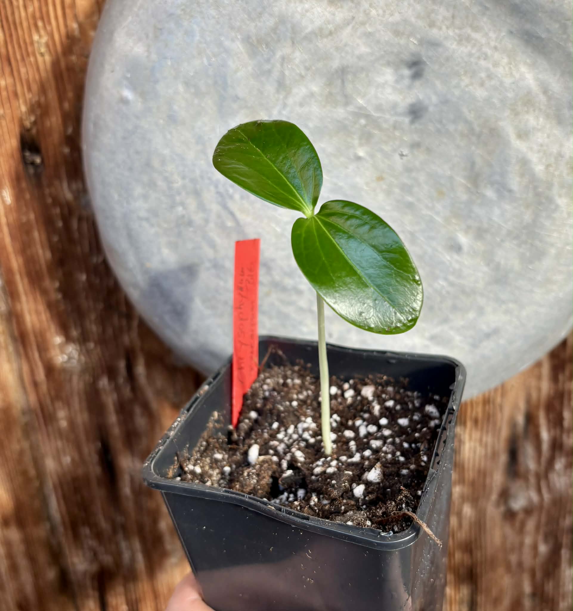 Aquai (Chrysophyllum gonocarpum var. BIG Itacare)  -  1 potted seedling / 1 getopfter Sämling