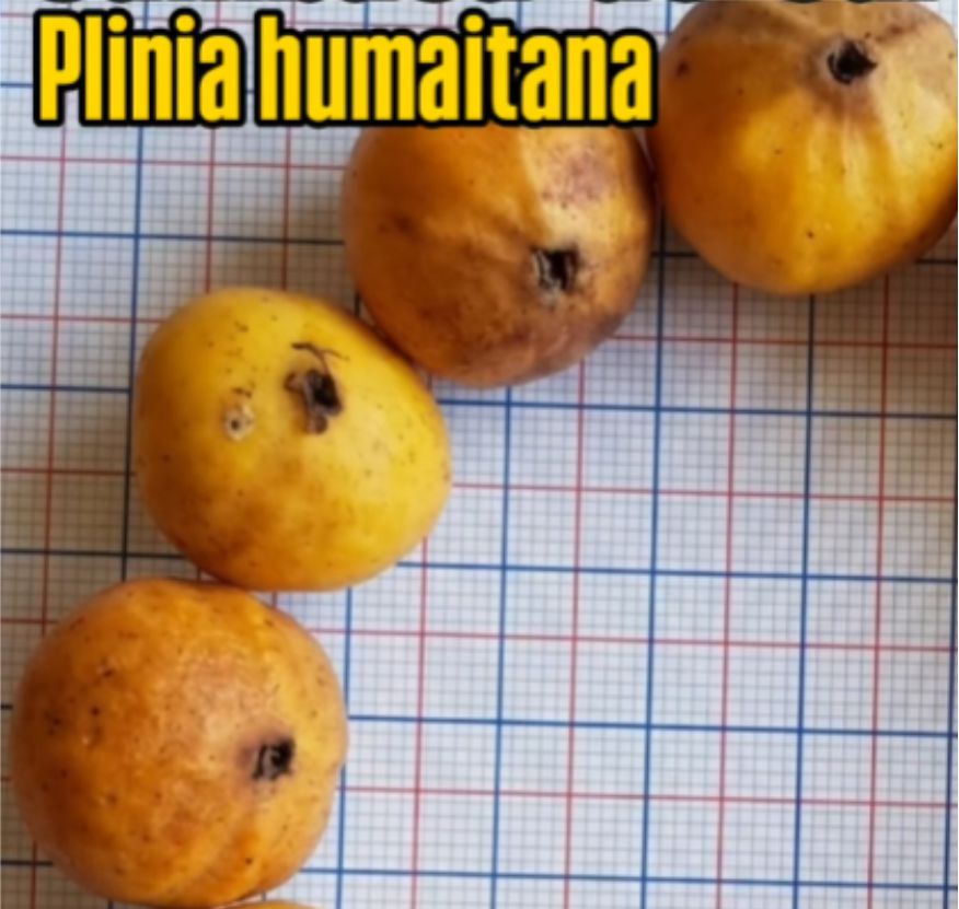 Plinia cf. humaitana - 1 potted seedling / 1 getopfter Sämling