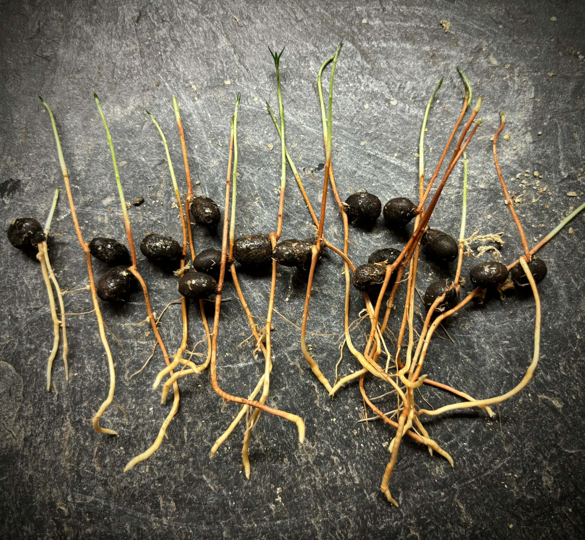 Eugenia punicifolia - 1 germinated seed / 1 gekeimter Samen