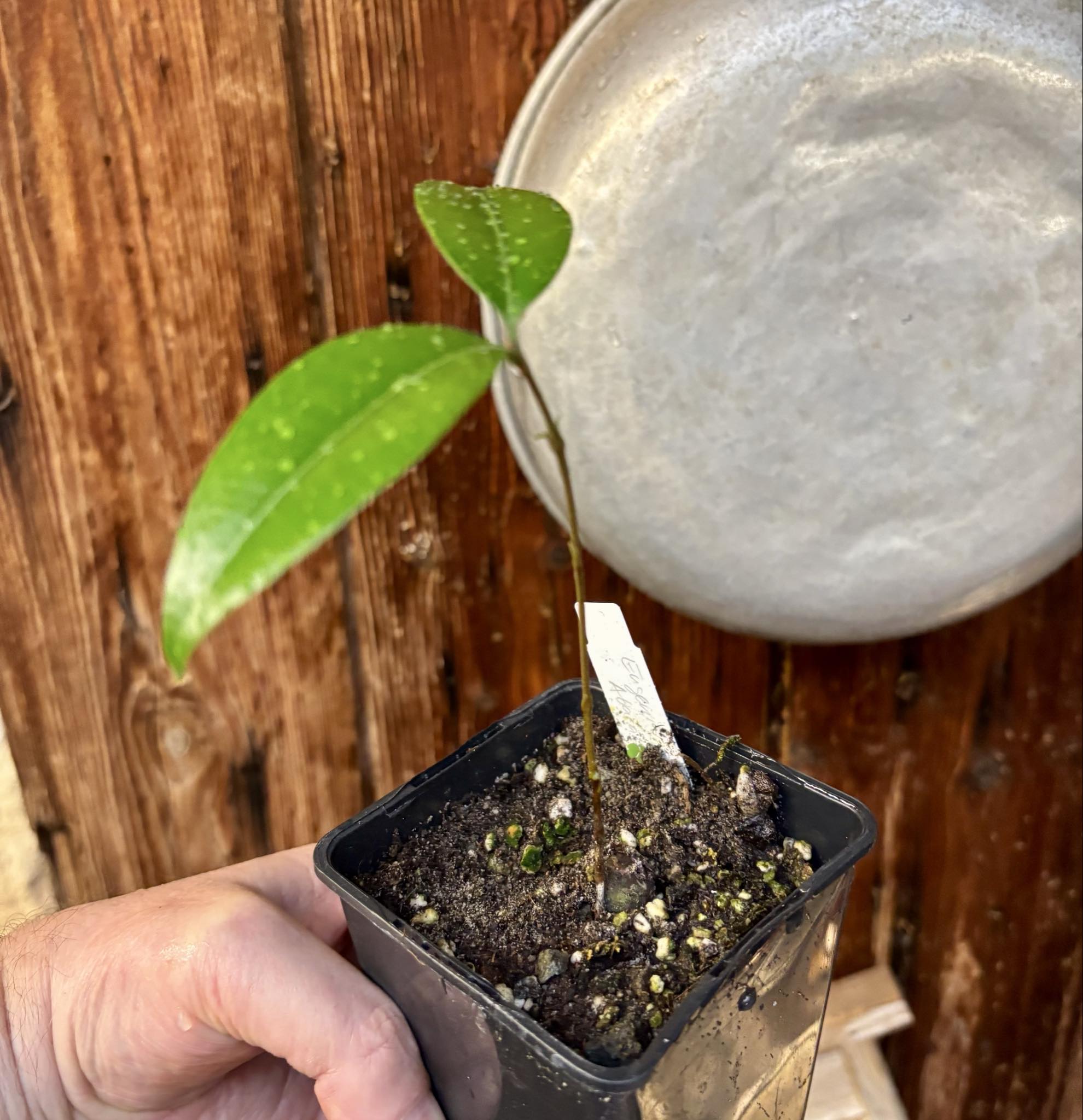 Eugenia sp Abacate -  1 small potted seedling / 1 kleiner, getopfter Sämling Eugenia sp Abacate -  1 small potted seedling / 1 kleiner, getopfter Sämling