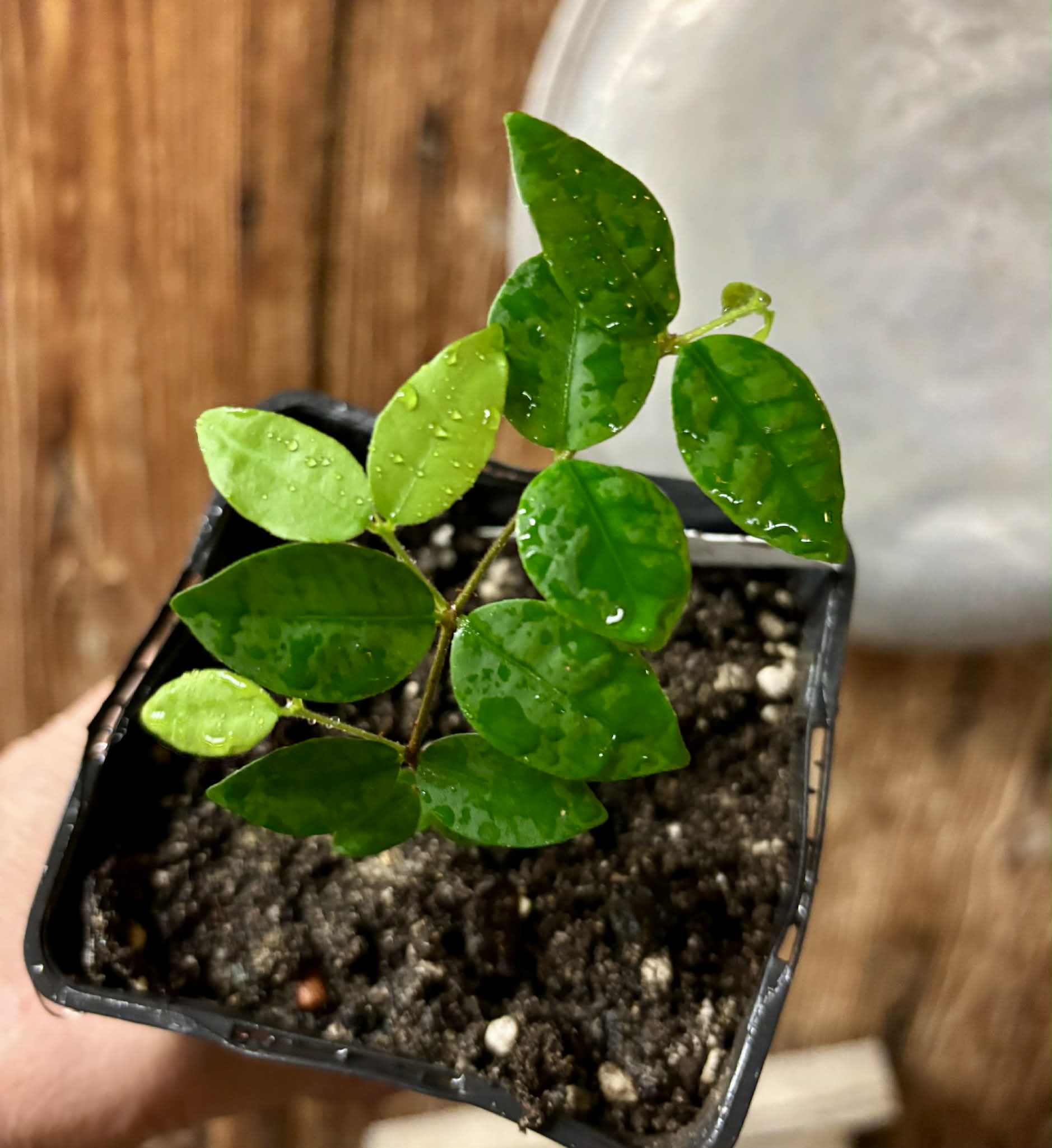 Eugenia hirta - 1 potted seedling/ 1 getopfter Sämling