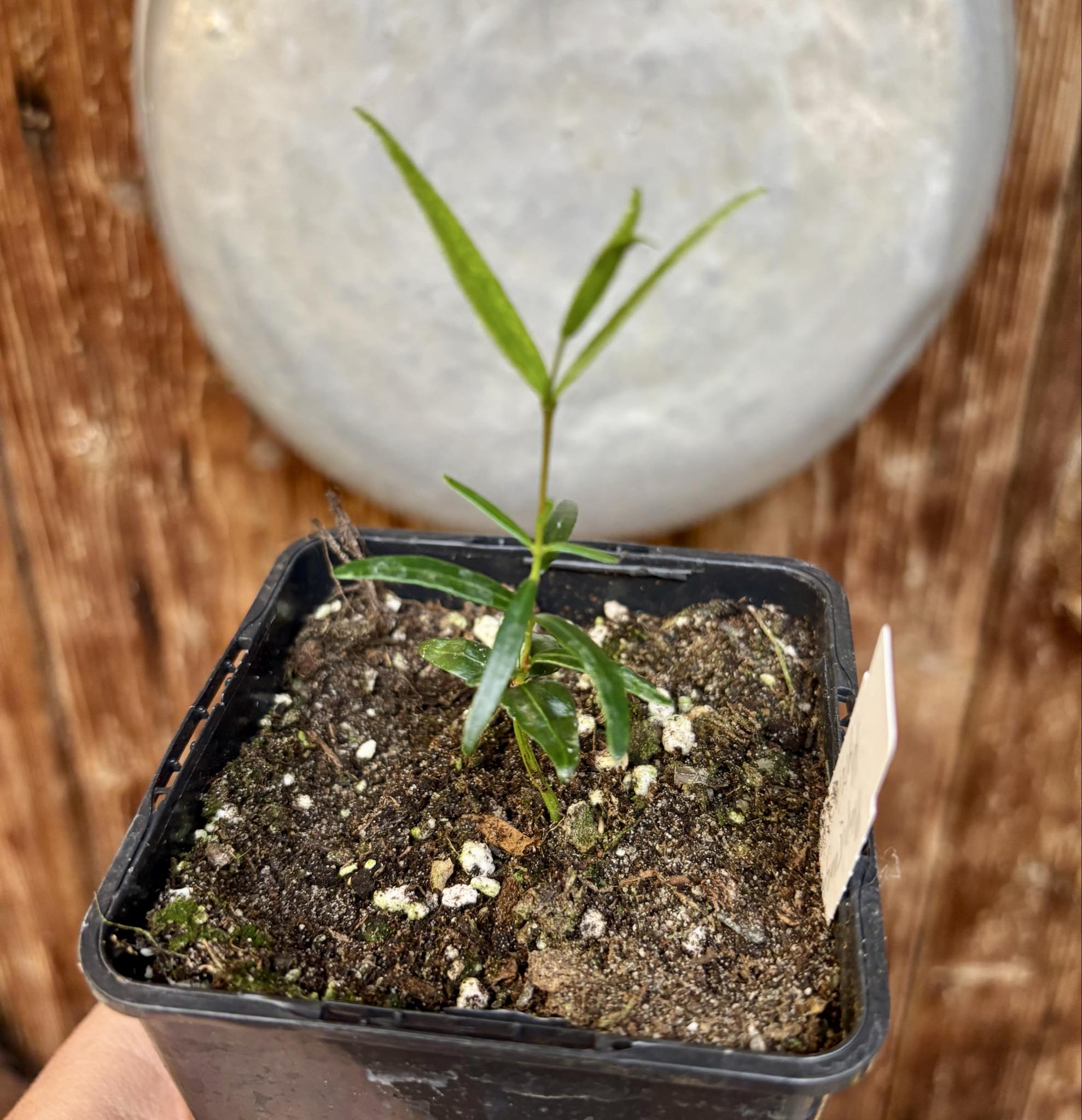 Mapirunga (Myrcia sp.)  - 1 small potted seedling / 1 kleiner, getopfter Sämling Mapirunga (Myrcia sp.)  - 1 small potted seedling / 1 kleiner, getopfter Sämling