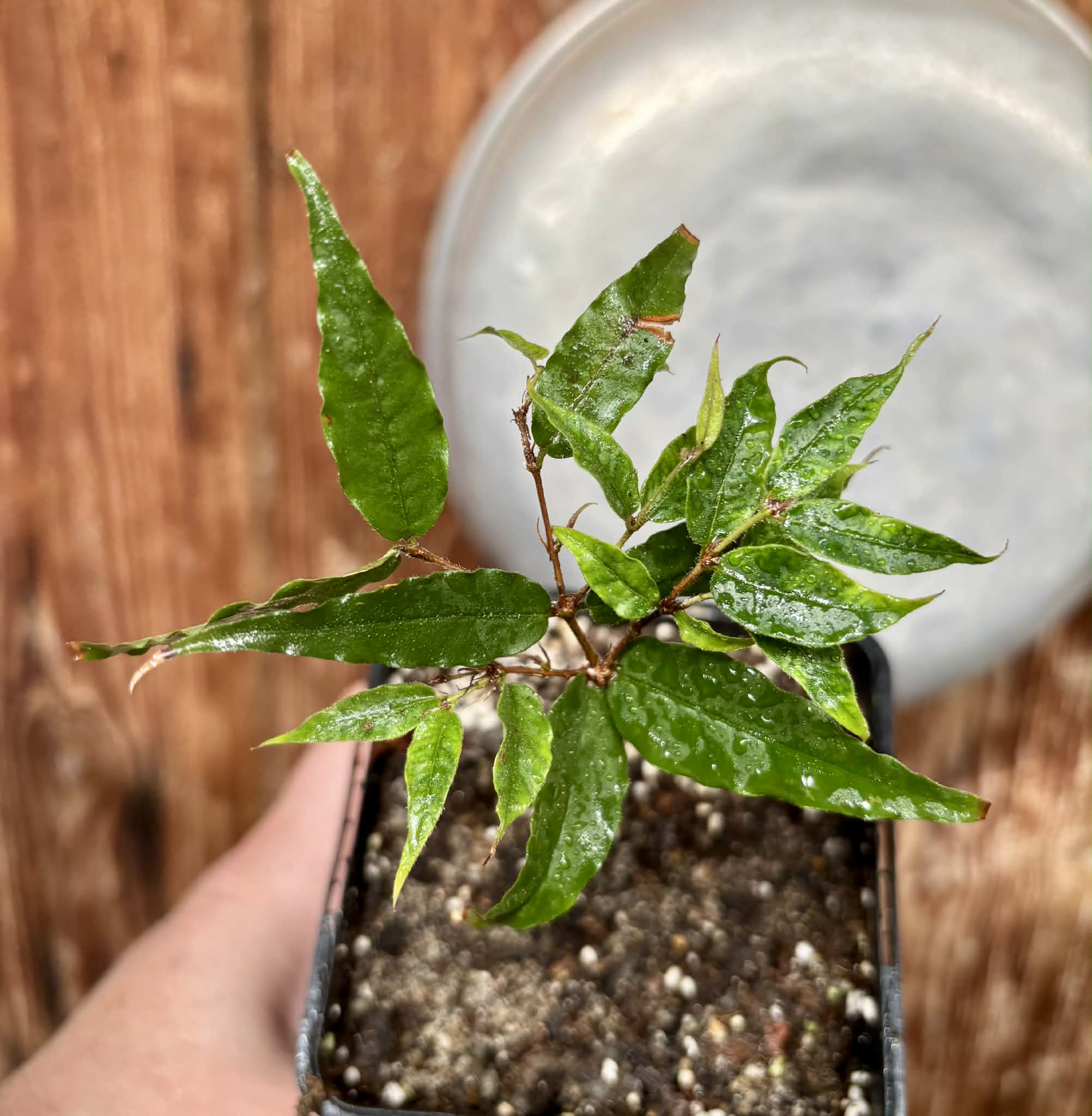Plinia spiritosantensis var. Mucuri Velvet - 1 potted plant/ 1 getopfte Pflanze