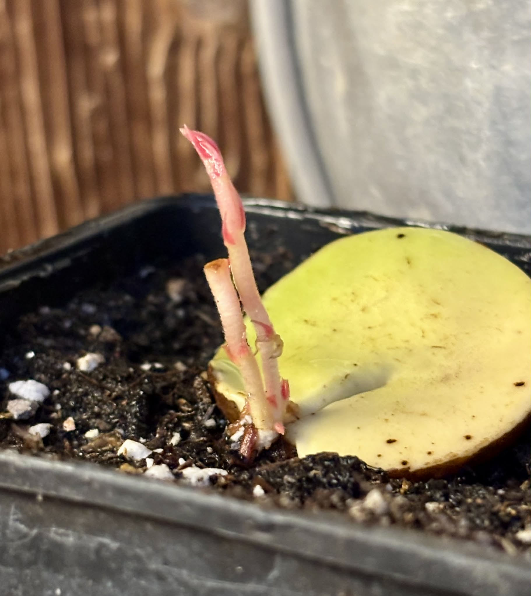 Plinia longiacuminata -  1 potted seedling / 1 getopfter Sämling
