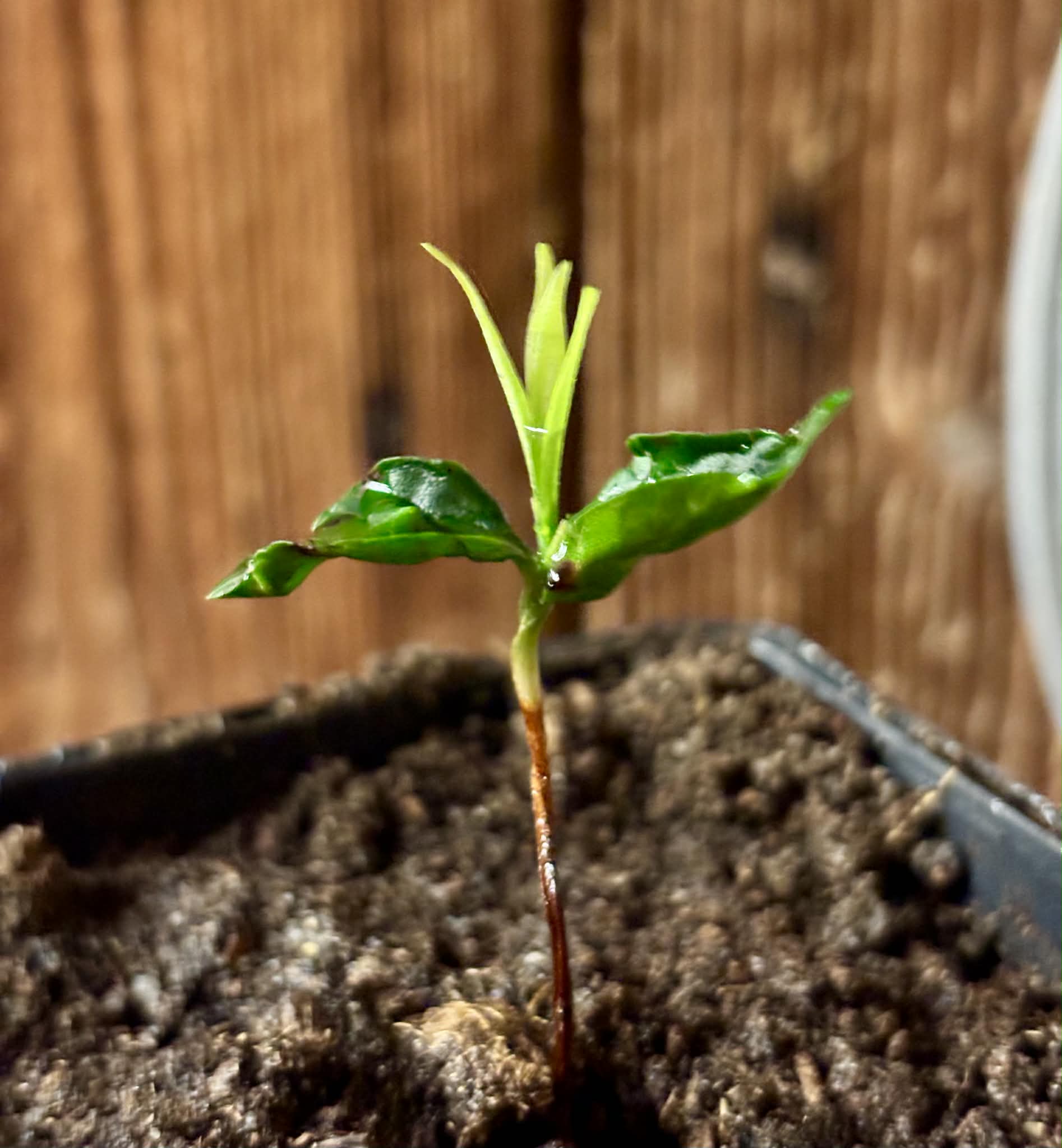 Myrcia sp Trancoso -  1 potted seedling / 1 getopfter Sämling