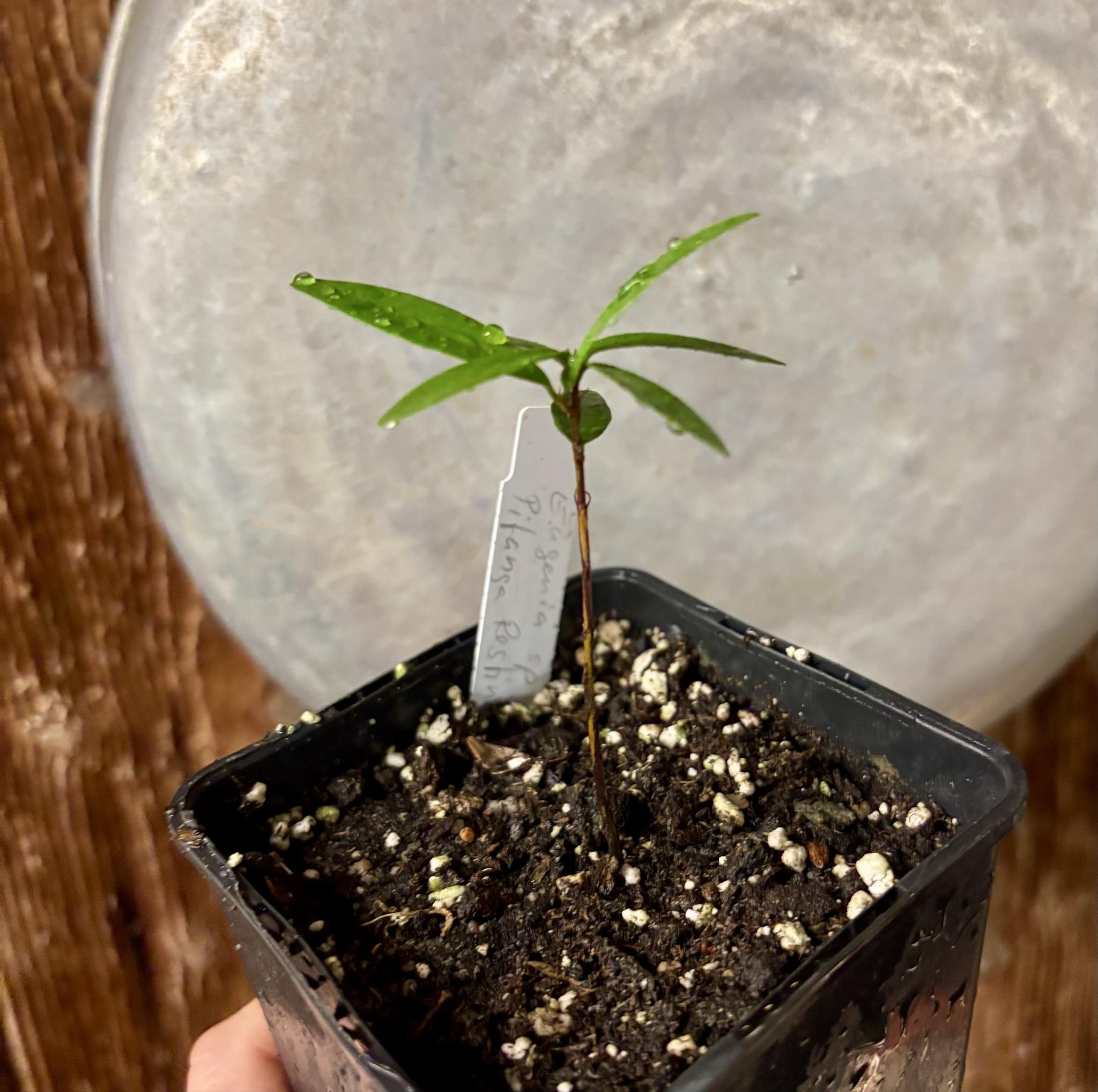 Eugenia sp Pitanga da Restinga -  1 small potted seedling / 1 kleiner, getopfter Sämling