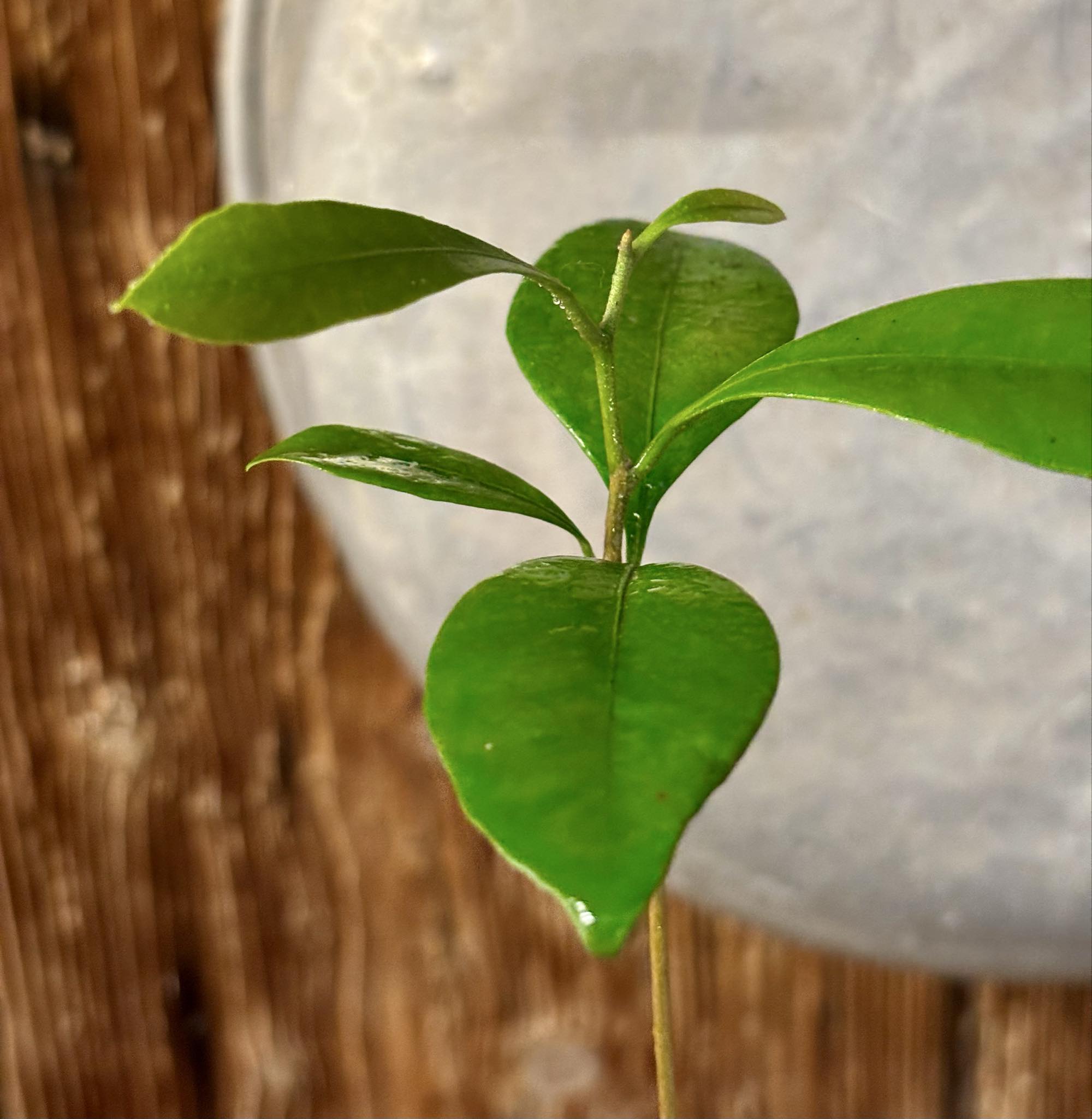 Pouteria cuspidata  -  1 potted seedling / 1 getopfter Sämling