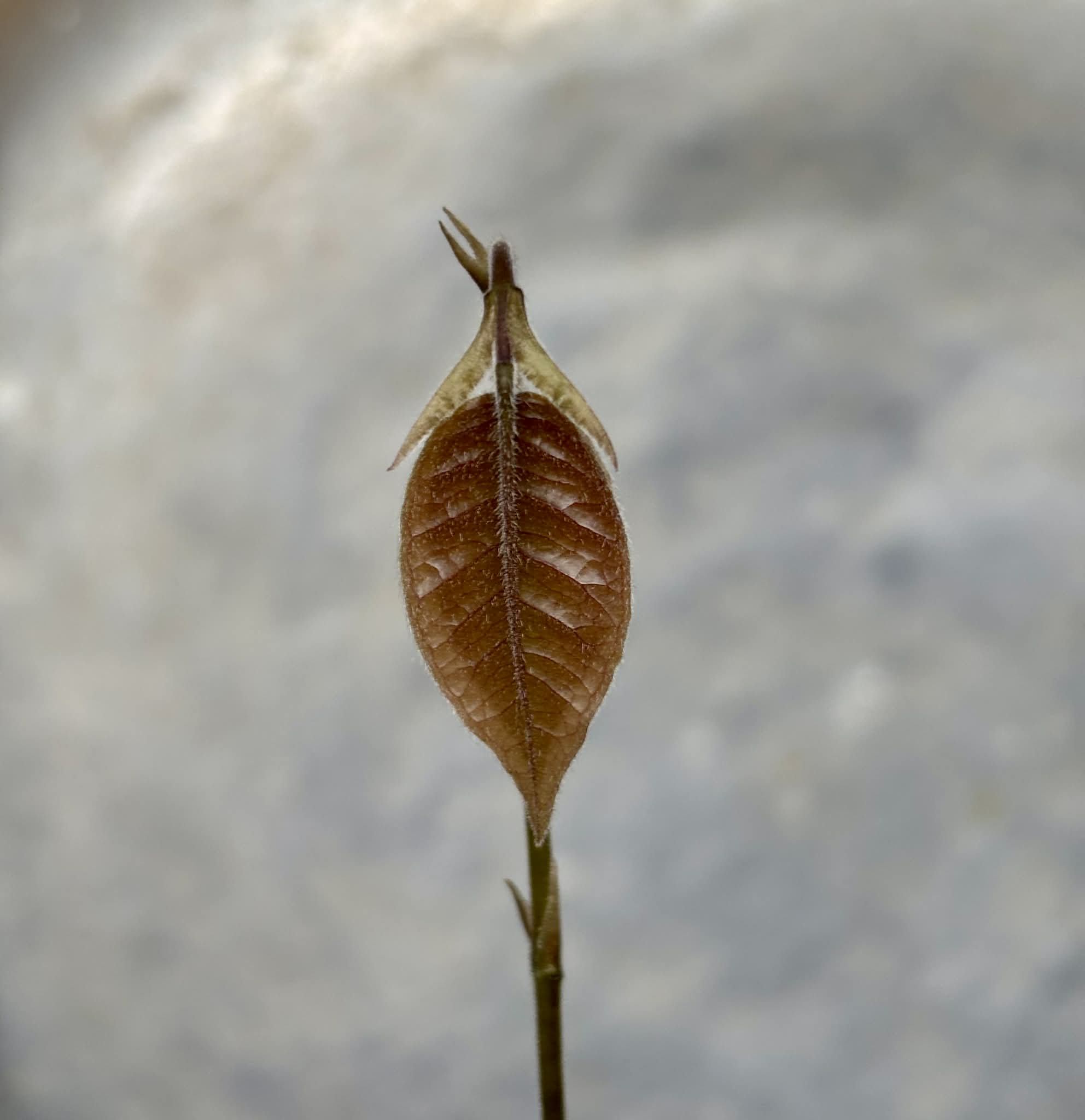 only one plant available - Cambuca var. Duke (Plinia edulis) - 1 potted seedling / 1 getopfter Sämling