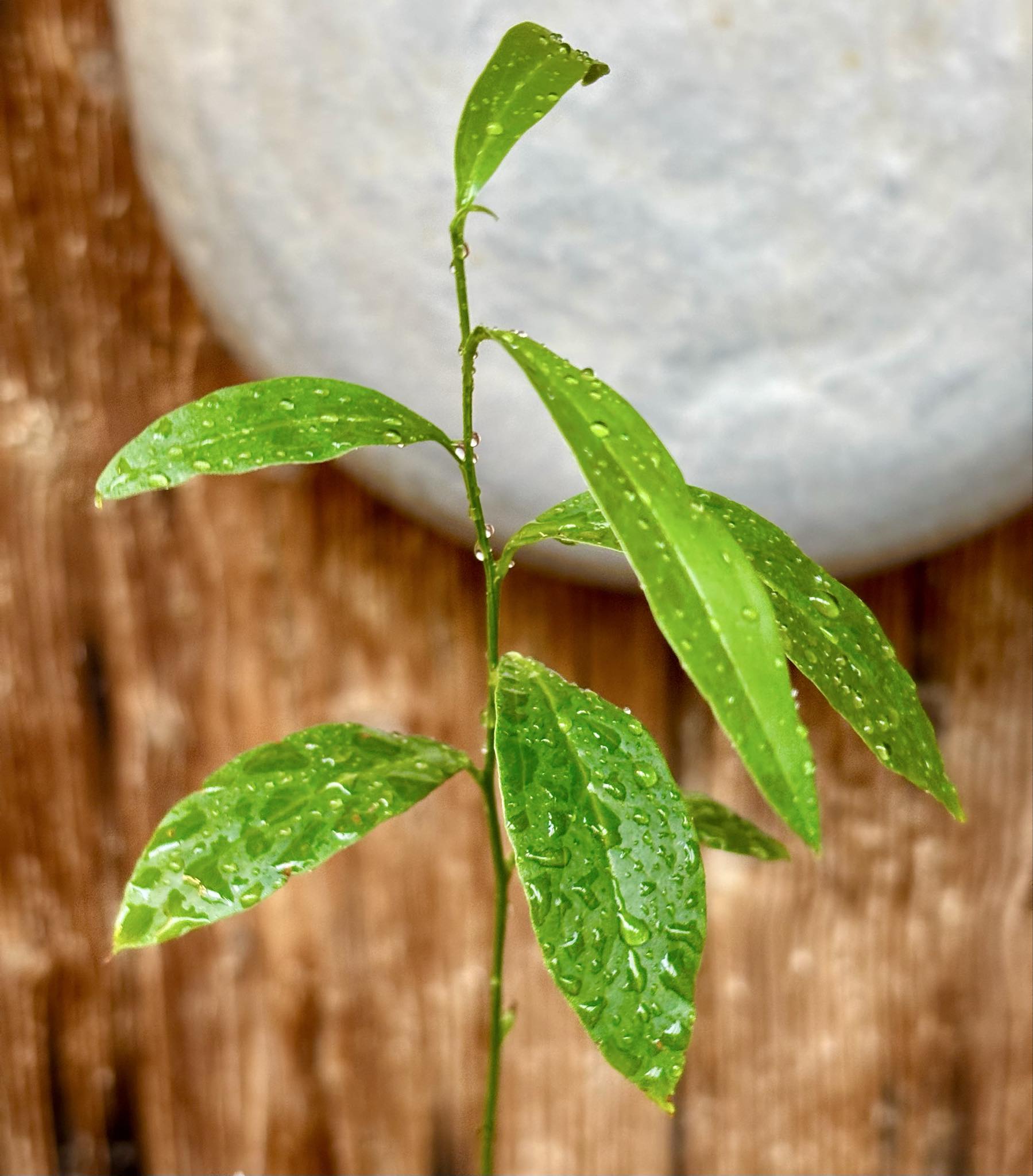 Ximenia americana - Ameixa da Caatinga - 1 potted seedling / 1 getopfter Sämling