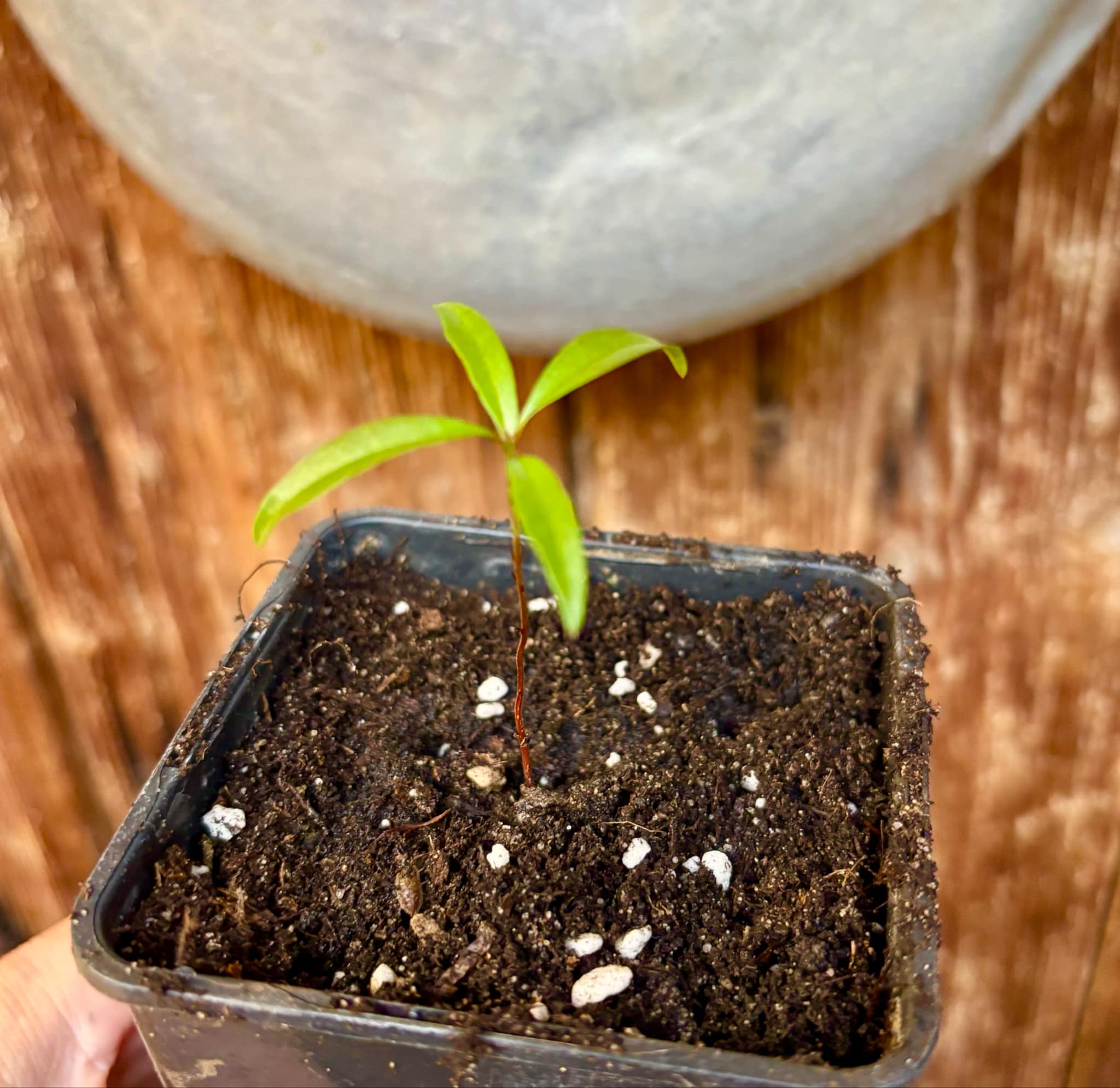 Eugenia sp Itacare vermelha -  1 small potted seedling / 1 kleiner, getopfter Sämling