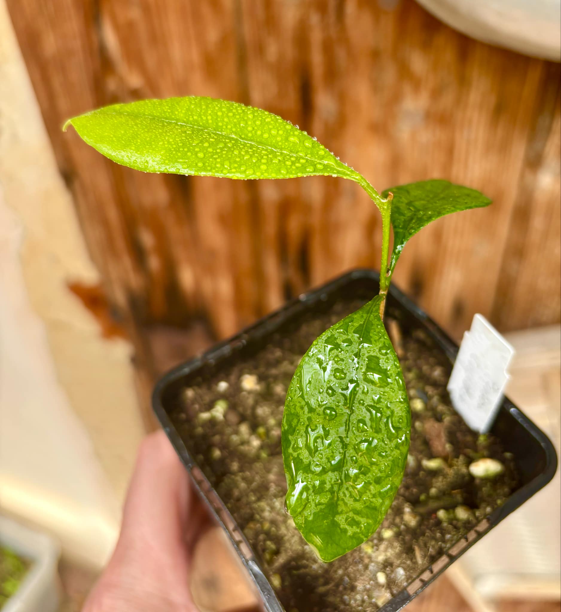 Pouteria cuspidata - 1 small potted seedling / 1 kleiner, getopfter Sämling Pouteria cuspidata - 1 small potted seedling / 1 kleiner, getopfter Sämling