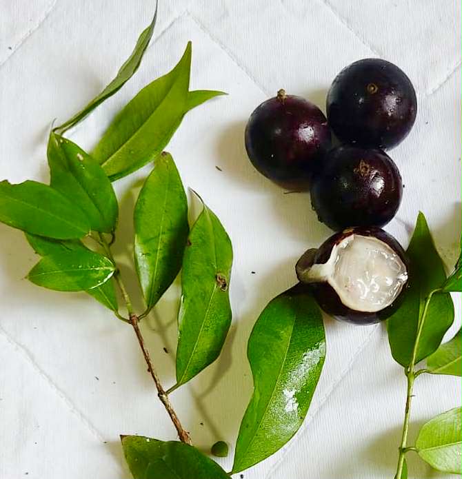 Plinia sp. do Frade - 1 fresh seed / 1 frischer Samen