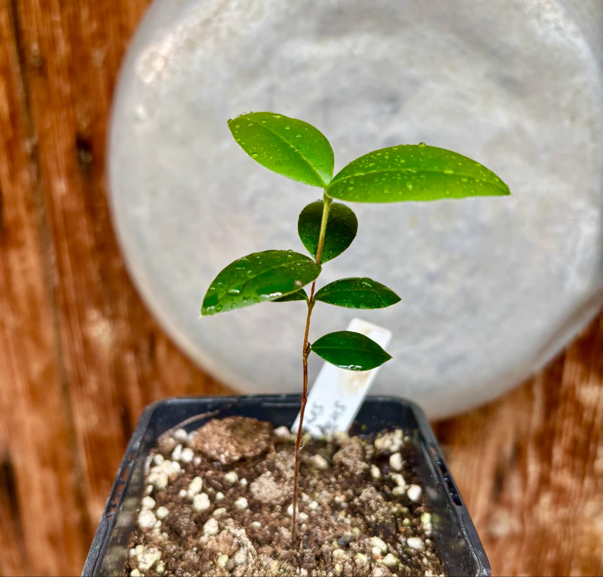 Myrcianthes pungens - Guabiju - 1 potted plant / 1 getopfte Pflanze Myrcianthes pungens - Guabiju - 1 potted plant / 1 getopfte Pflanze