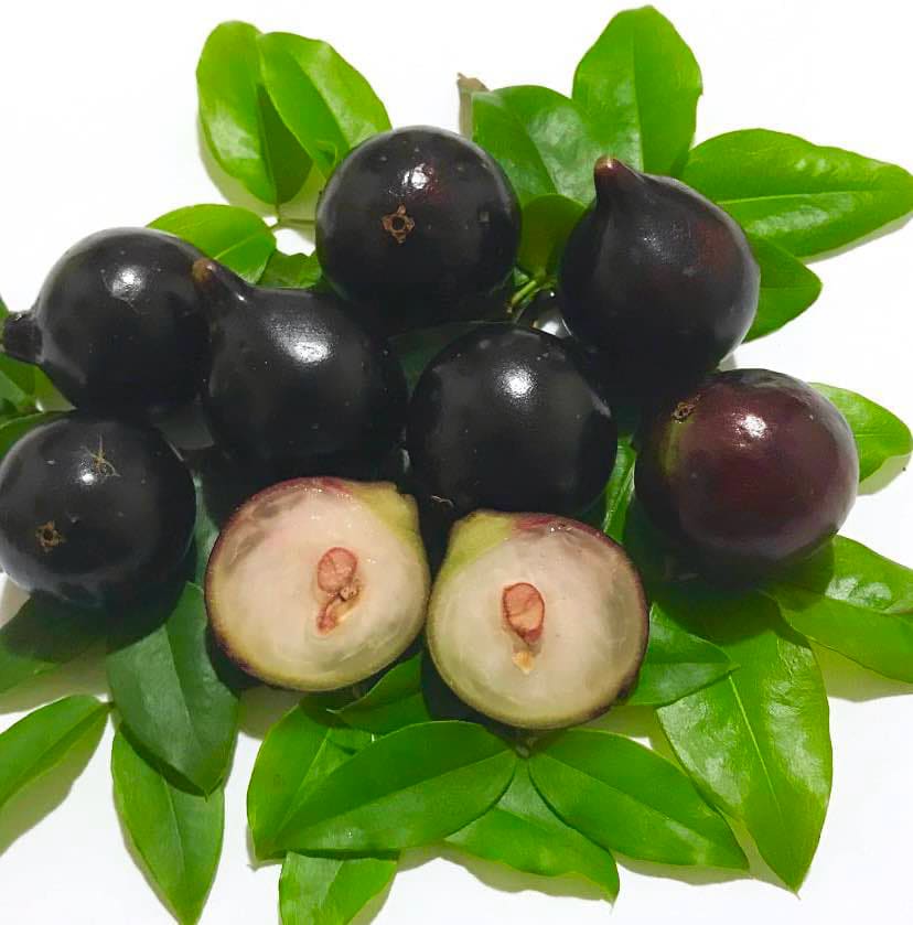 over 2 years old - Jaboticaba Acu Paulista (Plinia cauliflora) - 1 potted plant / 1 getopfte Pflanze