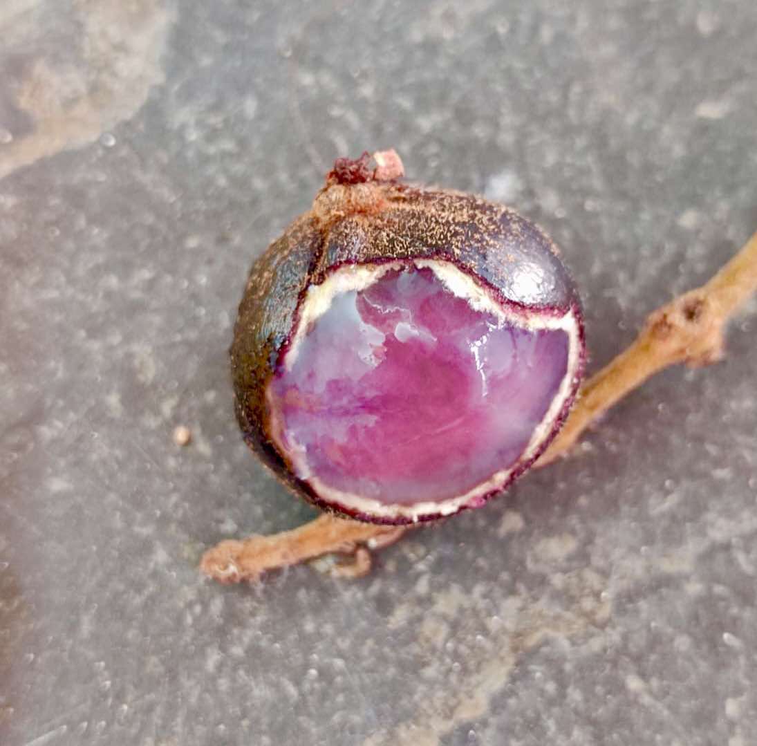 Myrcia sp Pendula -  1 fresh seed / 1 frischer Samen