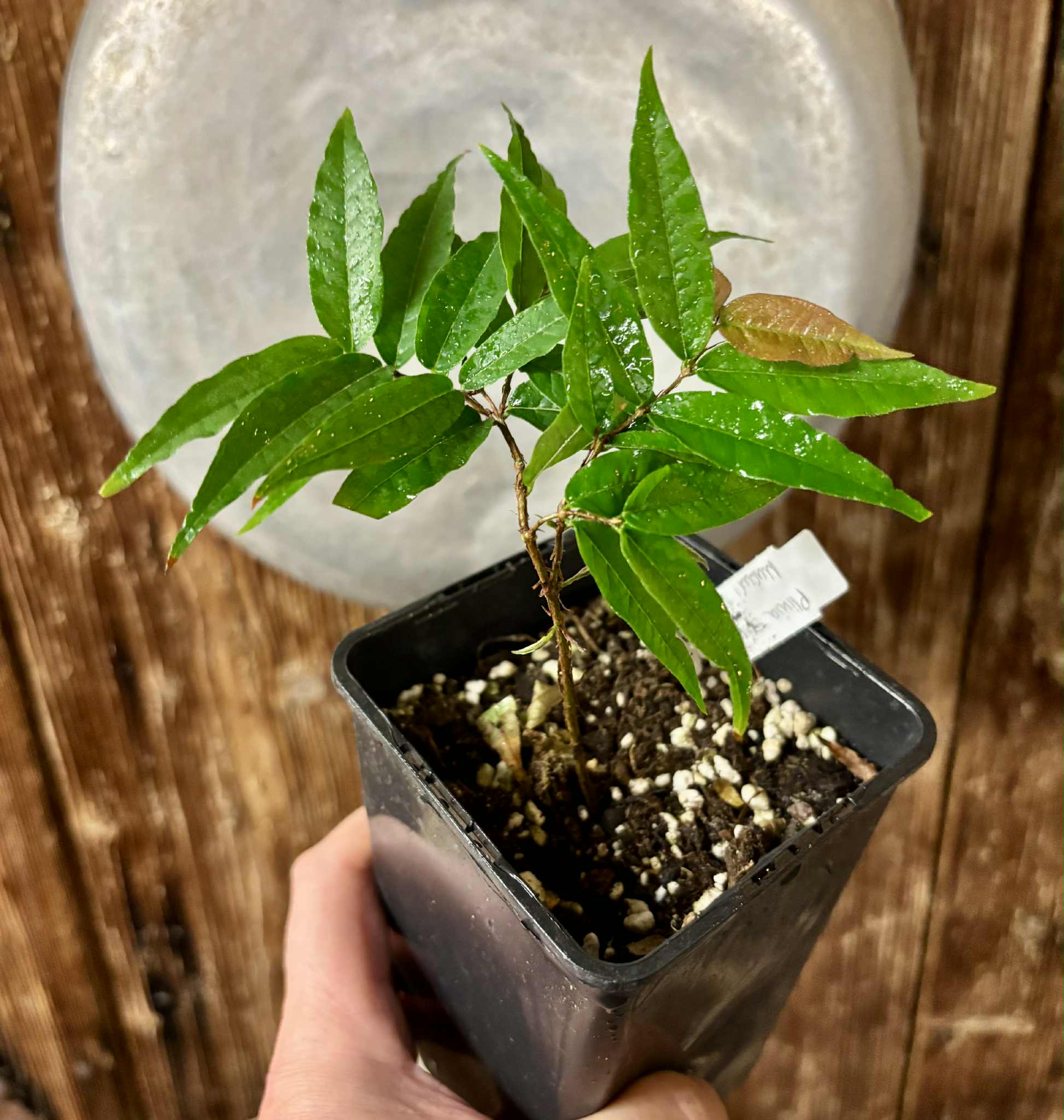 Plinia spiritosantensis var. Mucuri Velvet - 1 potted plant/ 1 getopfte Pflanze