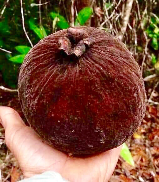 Eugenia sp BIG Eugenao Bolao -  1 germinated seed / 1 gekeimter Samen