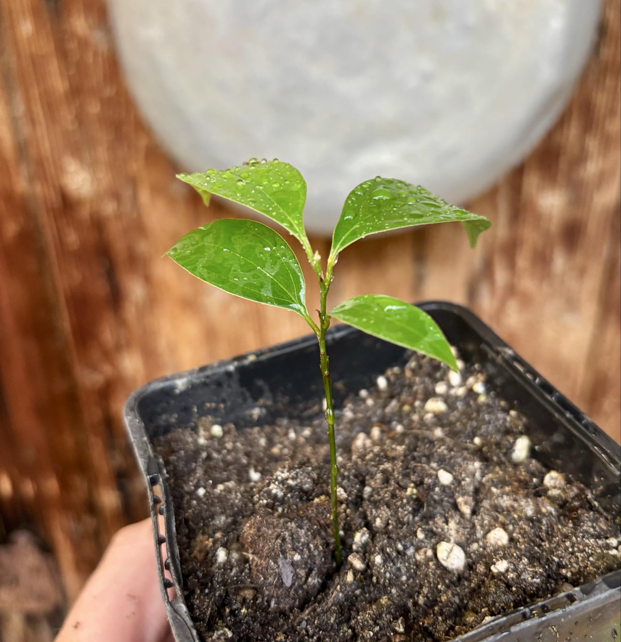 ZIMT - True Cinnamon (Cinnamomum verum) -  1 potted plant / 1 getopfte Pflanze 