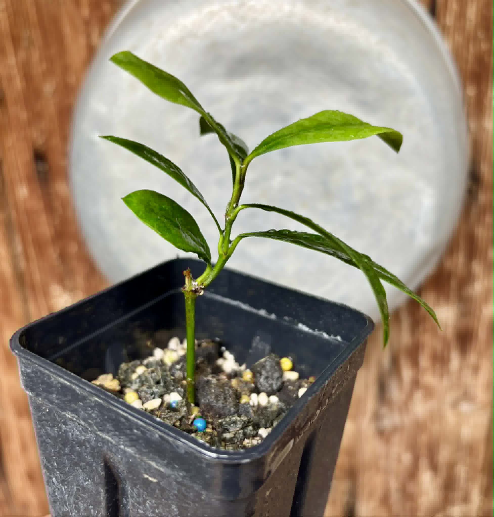 Lemon Drop Mangosteen (Garcinia intermedia) - 1 potted plant / 1 getopfte Pflanze