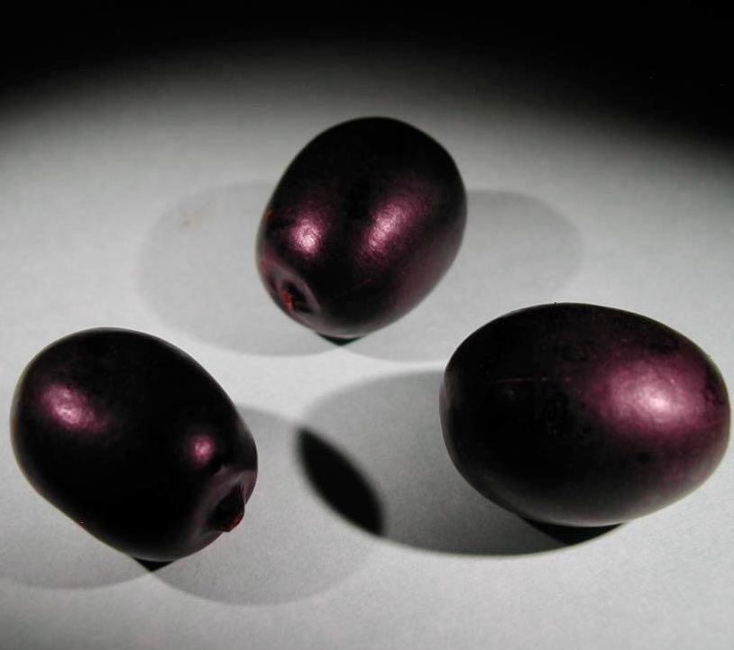 Jaramantaia (Vitex cymosa) - 1 germinated seed / 1 gekeimter Samen