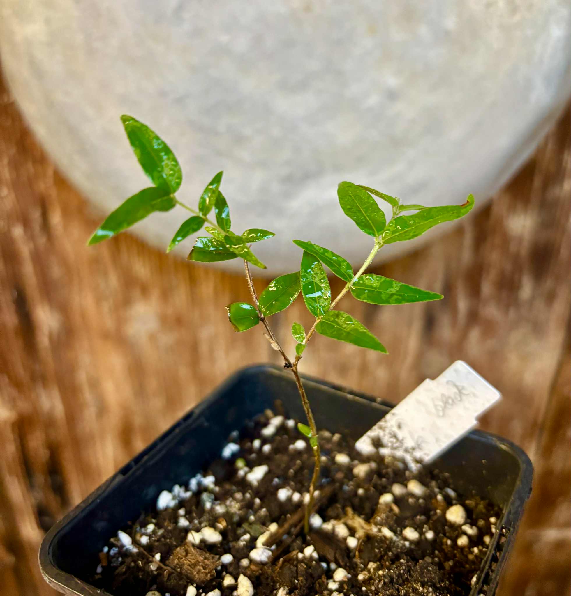 Myrciaria cuspidata BLACK - 1 potted seedling / 1 getopfter Sämling Myrciaria cuspidata BLACK - 1 potted seedling / 1 getopfter Sämling