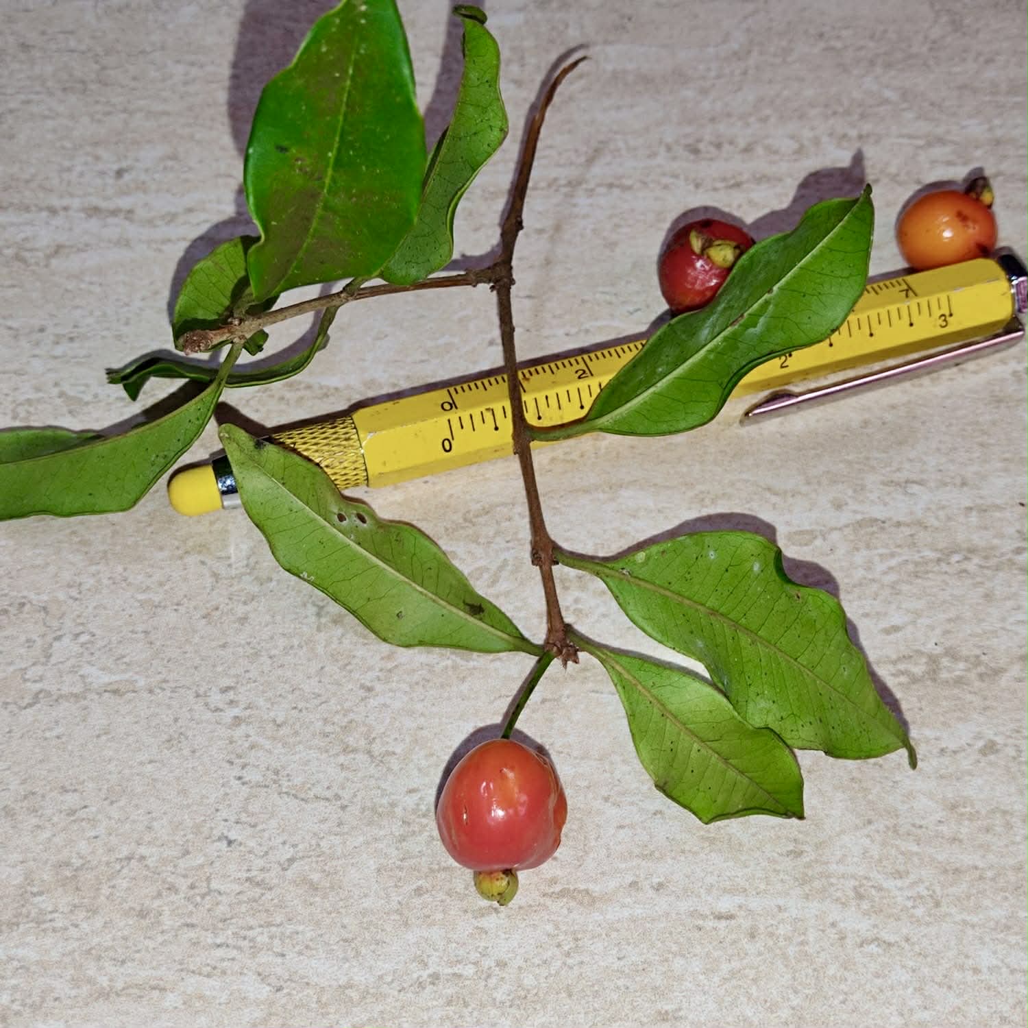 Pre Order - Eugenia sp. Pitanga Itobira -  1 fresh seed / 1 frischer Samen