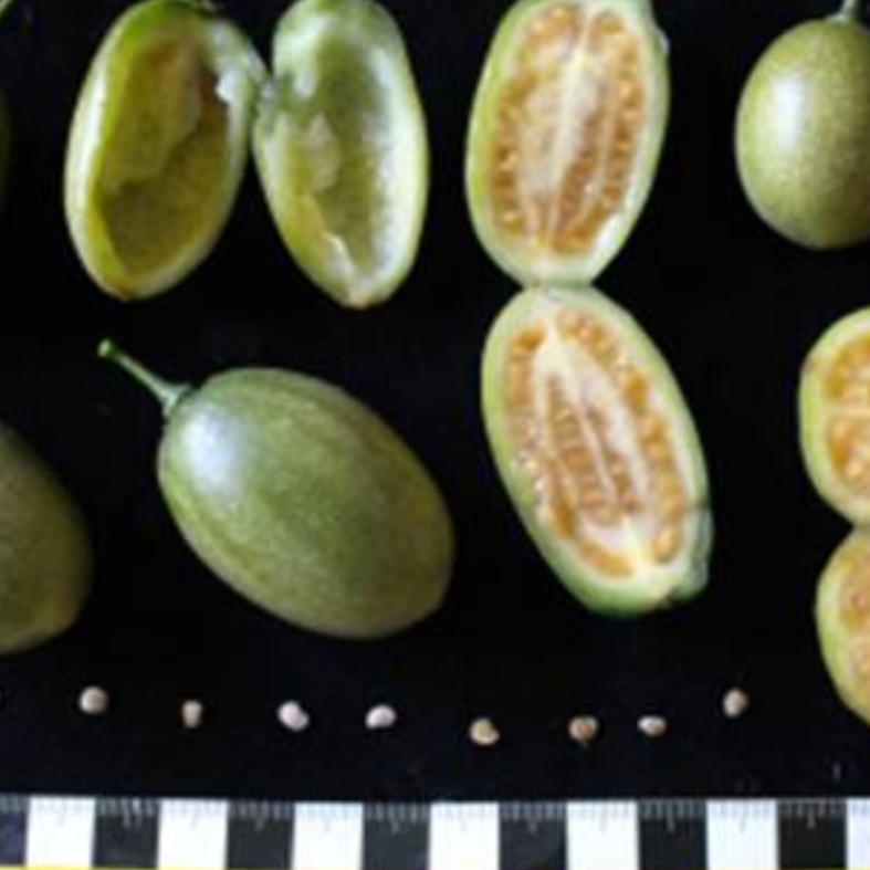 Tomatao Verde do Mato (Solanum melissarum), 1 fresh seed / 1 frischer Samen