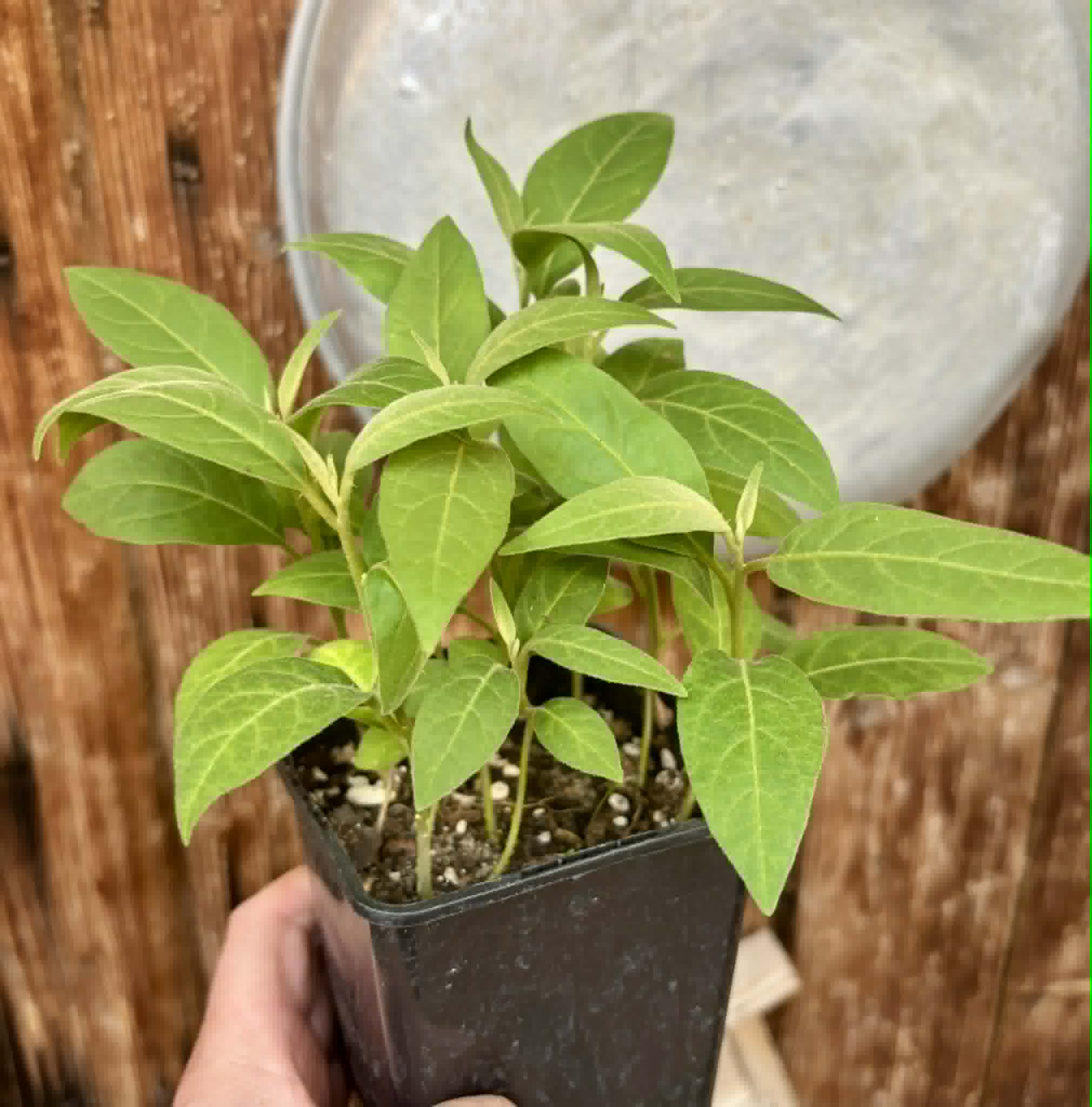 9 in 1 pot - Solanum sp. Mata Escura - 9 seedlings in one pot - 9 Sämlinge in einem Topf