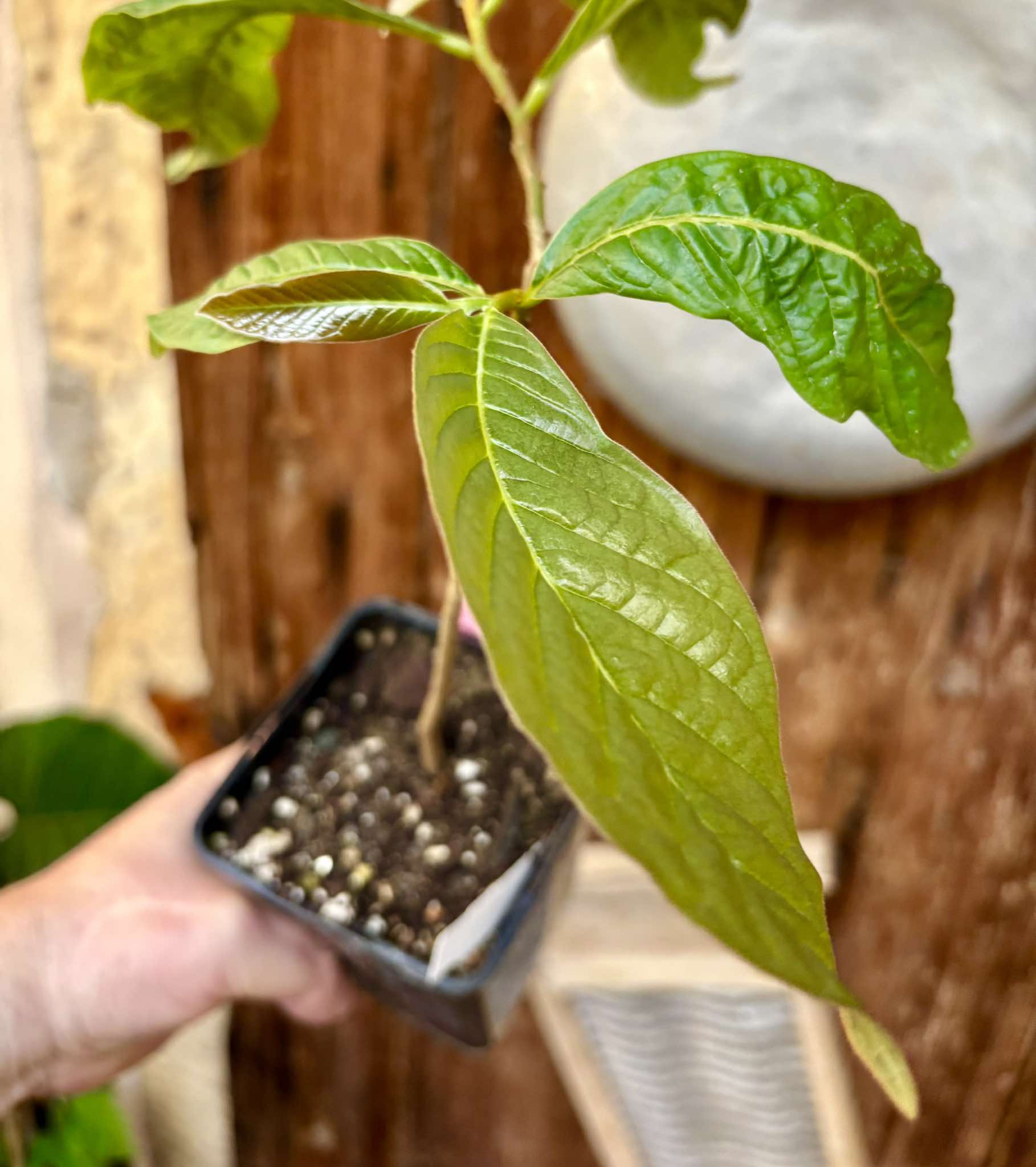 Annona purpurea - Soncoya - 1 potted plant / 1 getopfte Pflanze