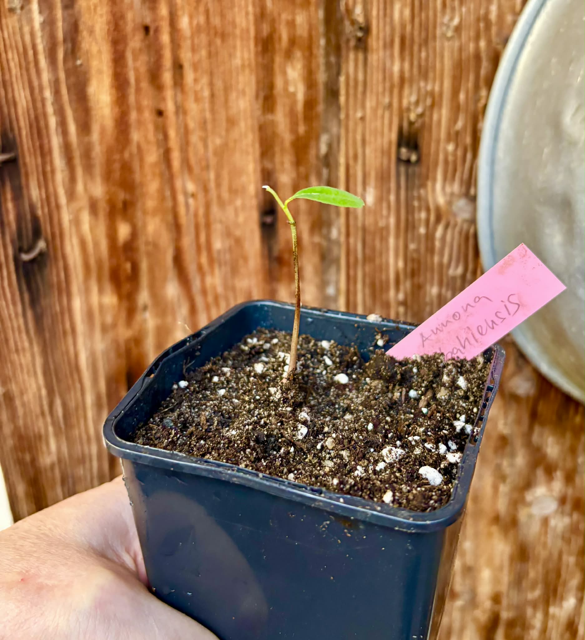 Annona bahiensis - 1 potted seedling / 1 getopfter Sämling