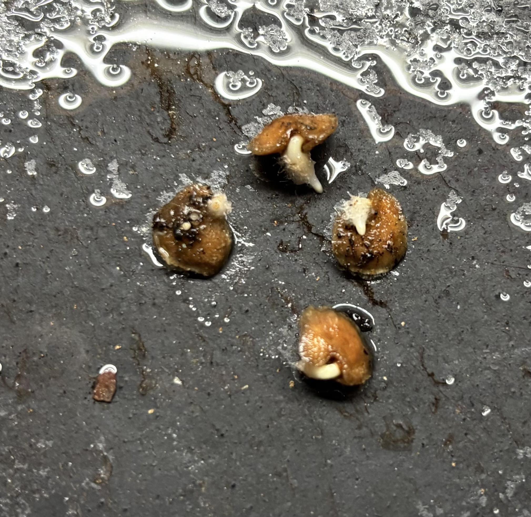 Solanum sibundoyense - 2 germinated seeds / 2 gekeimte Samen