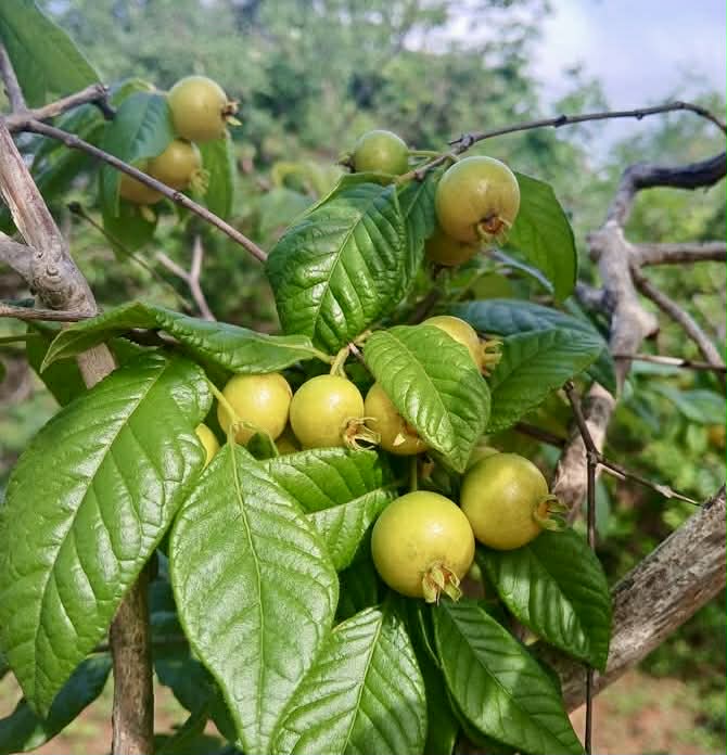 pre Order - Campomanesia aromatica var. Yellow - 1 fresh seed / 1 frischer Samen