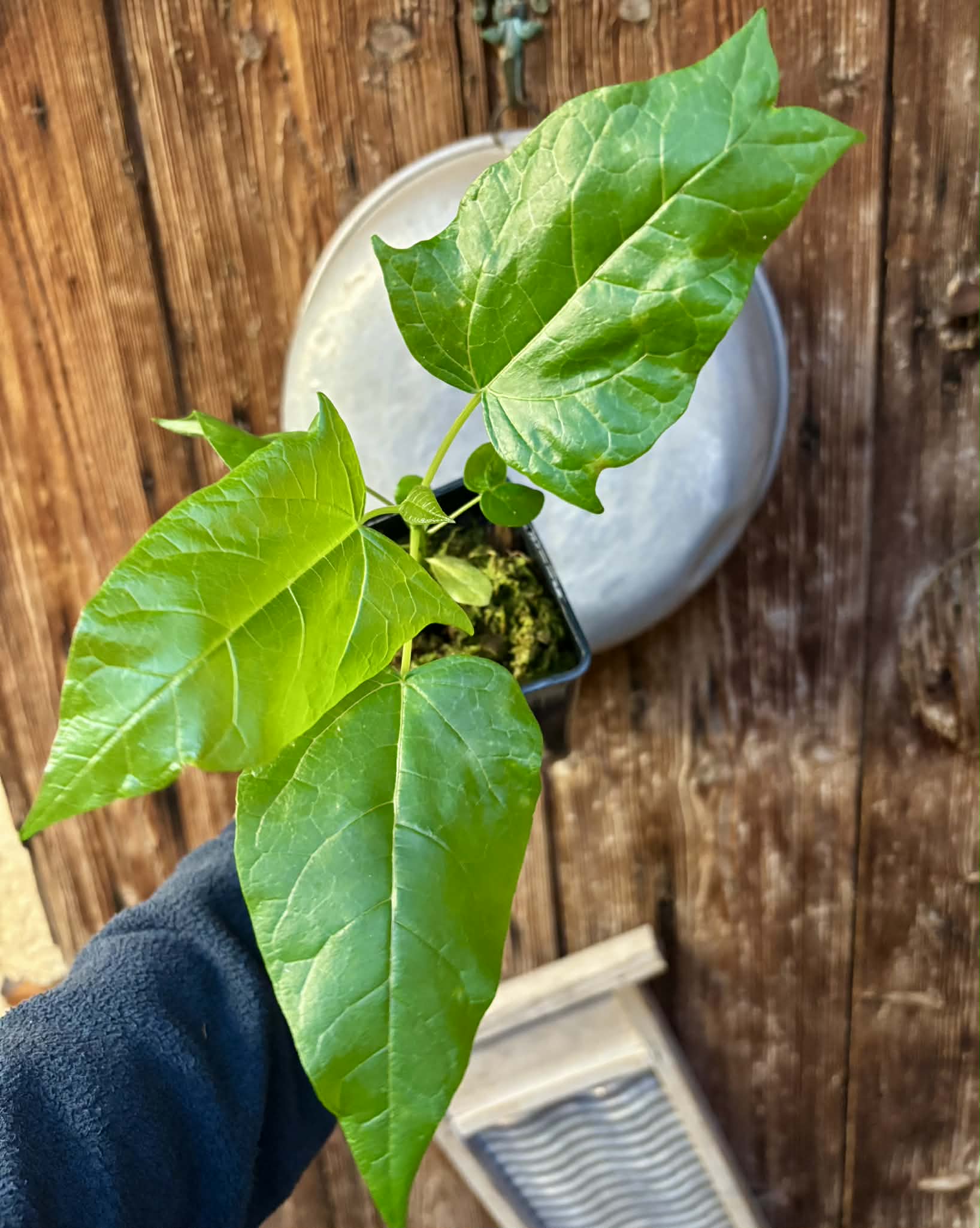 Oak Leaf Papaya (Vasconcellea quercifolia) - 1 potted plant / 1 getopfte Pflanze