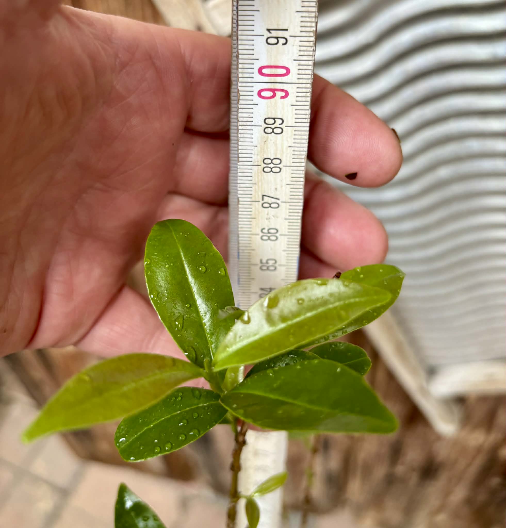 5 years old - Cherry of Rio Grande (Eugenia involucrata) - 1 potted plant / 1 getopfte Pflanze
