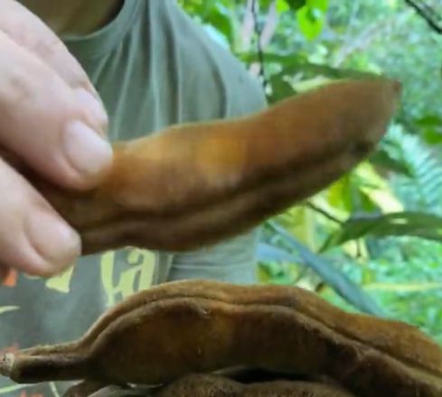 Inga velutina  - 1 fresh seed / 1 frischer Samen