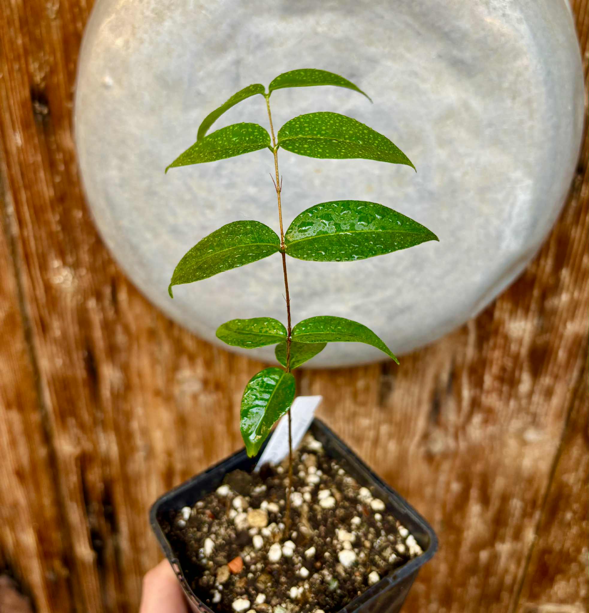 Neomitranthes obscura - 1 potted seedling/ 1 getopfter Sämling
