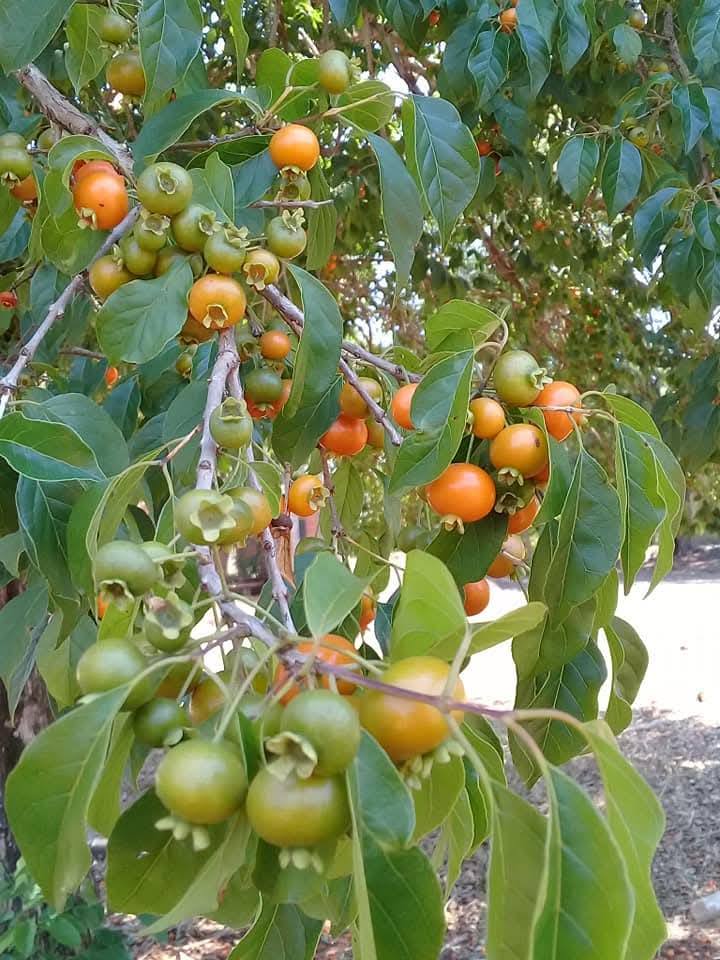 Campomanesia xanthocarpa -  1 germinated seed / 1 gekeimter Samen