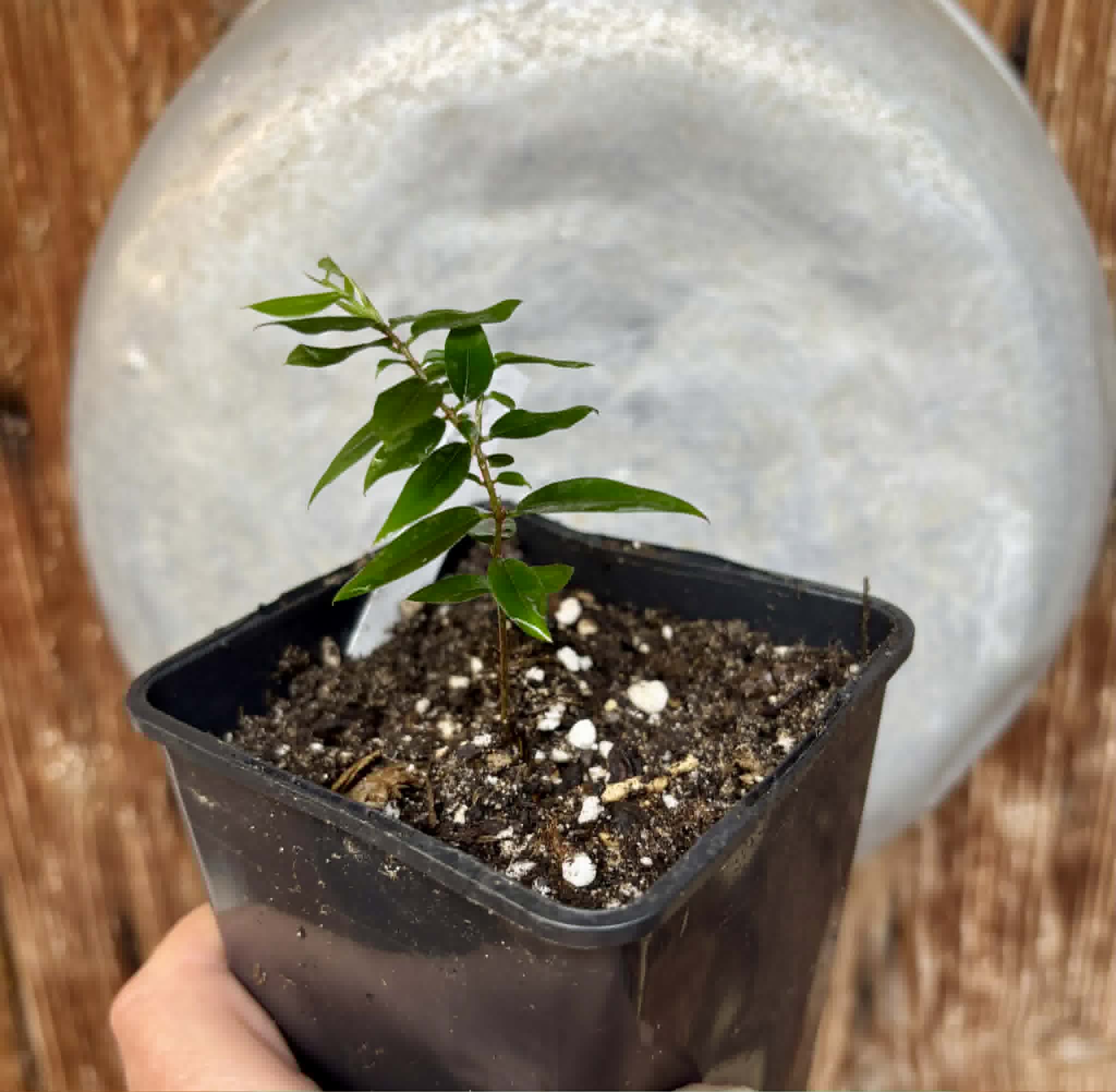 Jaboticaba - Plinia sp Pingo de Mel (Vilela A3) -  1 potted seedling / 1  getopfter Sämling