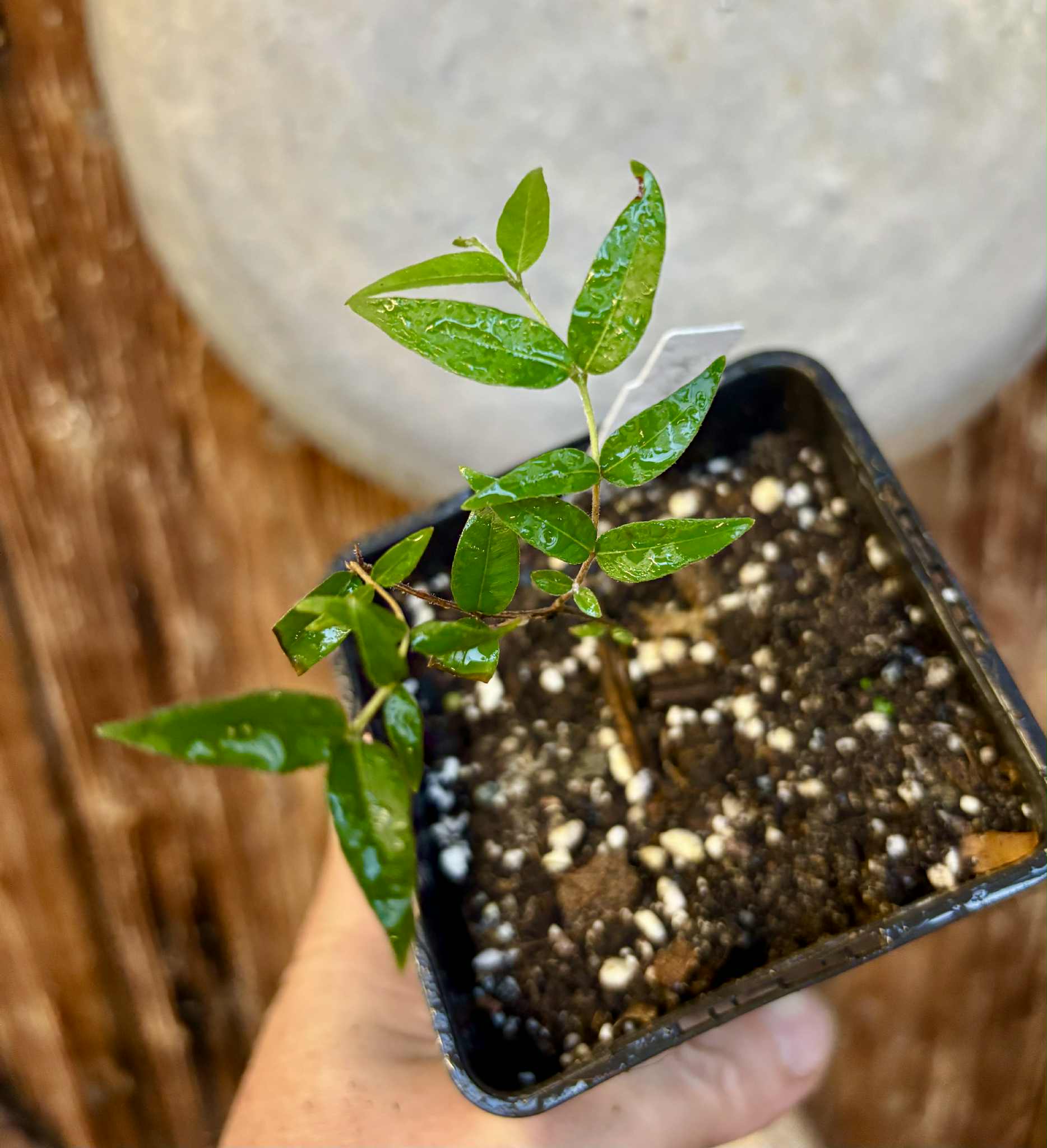 Myrciaria cuspidata BLACK - 1 potted seedling / 1 getopfter Sämling Myrciaria cuspidata BLACK - 1 potted seedling / 1 getopfter Sämling