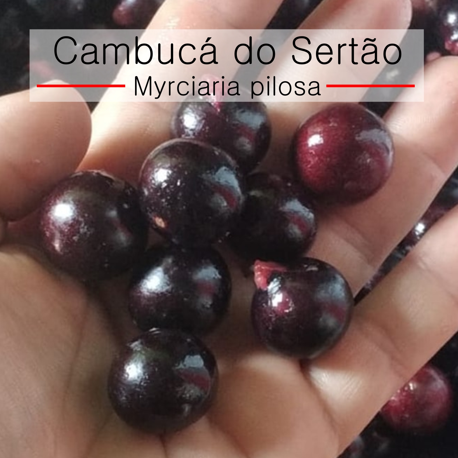 Myrciaria pilosa - Cambuca do Sertao - 1 fresh seed / 1 frischer Samen