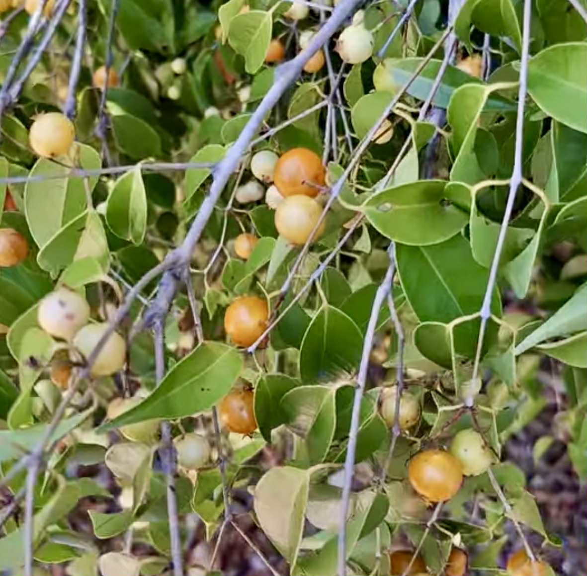 Yellow Guaburiti (Plinia rivularis var. flava) - 1 fresh seed / 1 frischer Samen