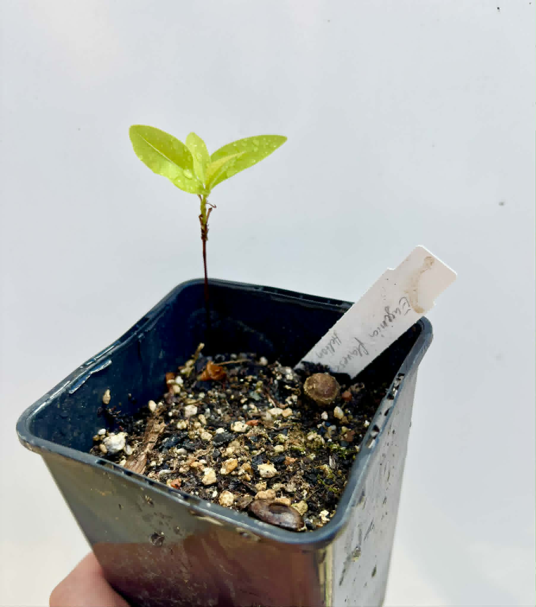 Cagaita-anã (Eugenia flavescens) - 1 potted seedling / 1 getopfter Sämling