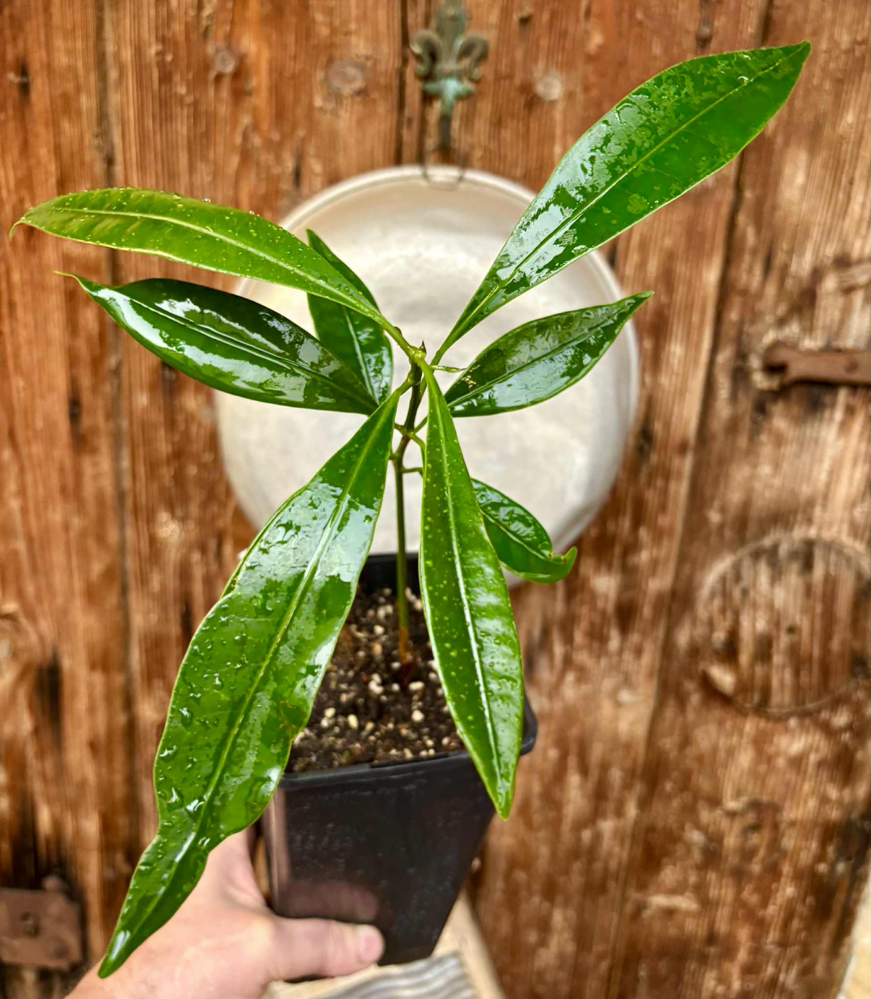 Pouteria macahensis - 1 potted seedling / 1 getopfter Sämling