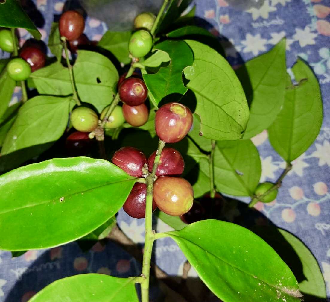 Dulacia sp. Cafe doce  -  1 germinated seed / 1 gekeimter Samen