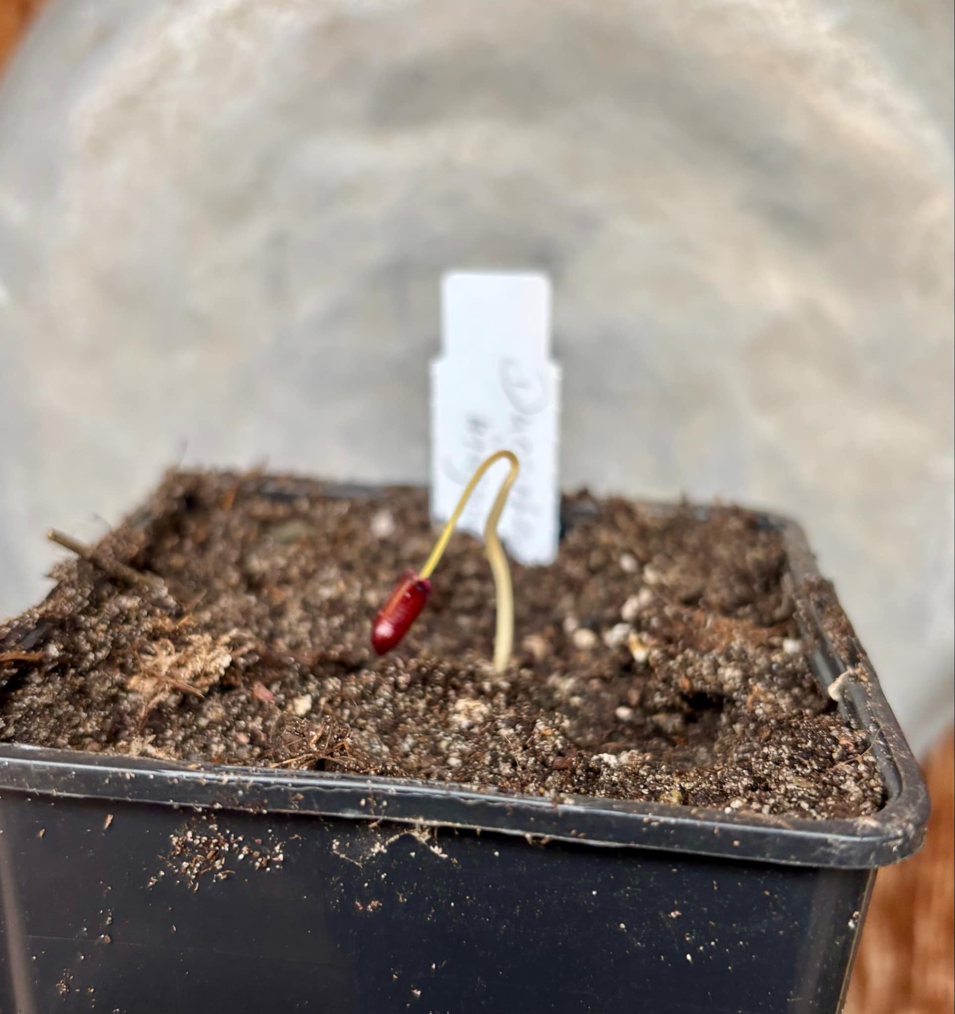 Duguetia magnolioidea  - 1 just potted seedling / 1 frisch getopfter Sämling