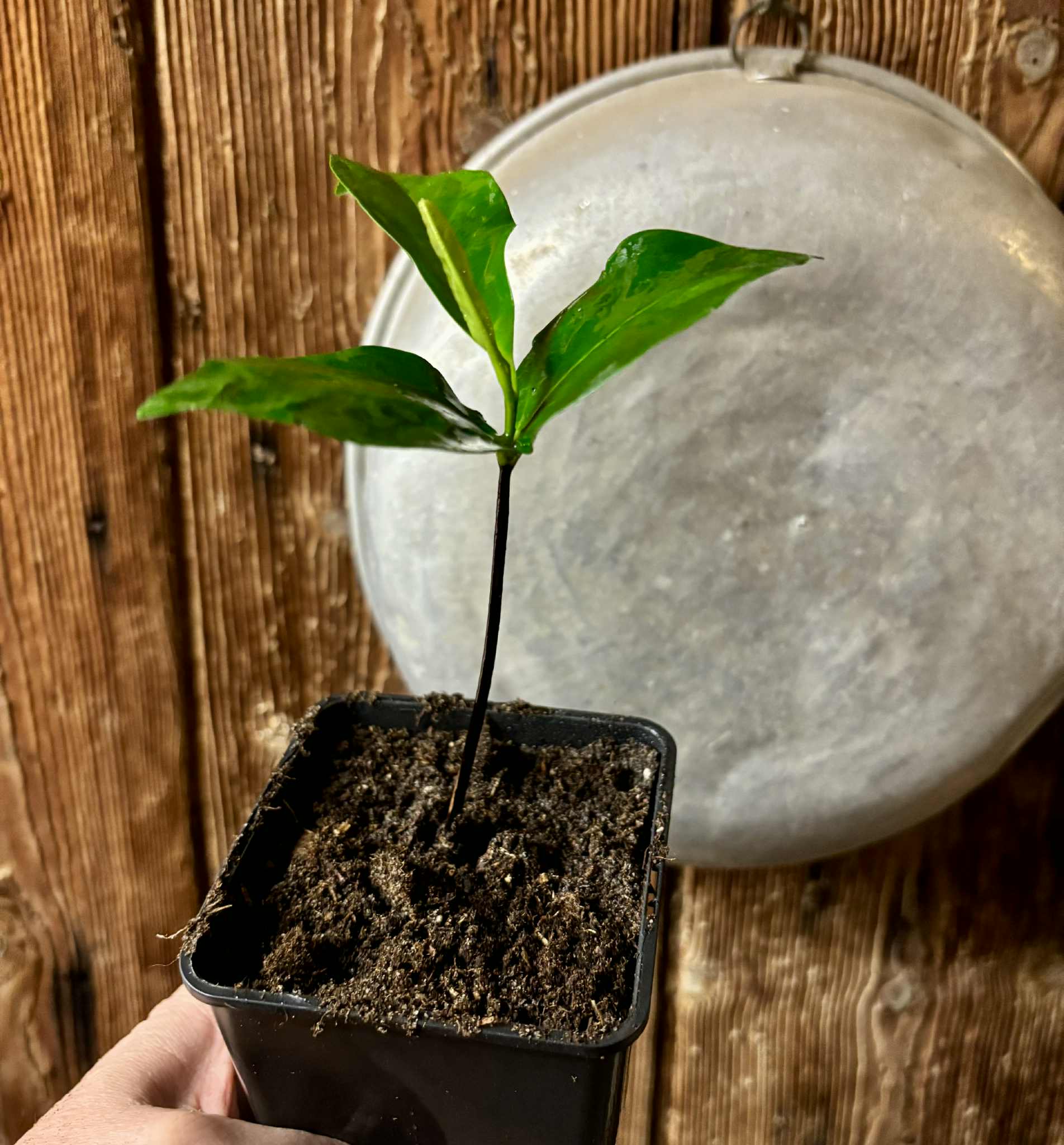Diospyros nigra - Black Sapote var. Bernecker - 1 potted seedling / 1 getopfter Sämling