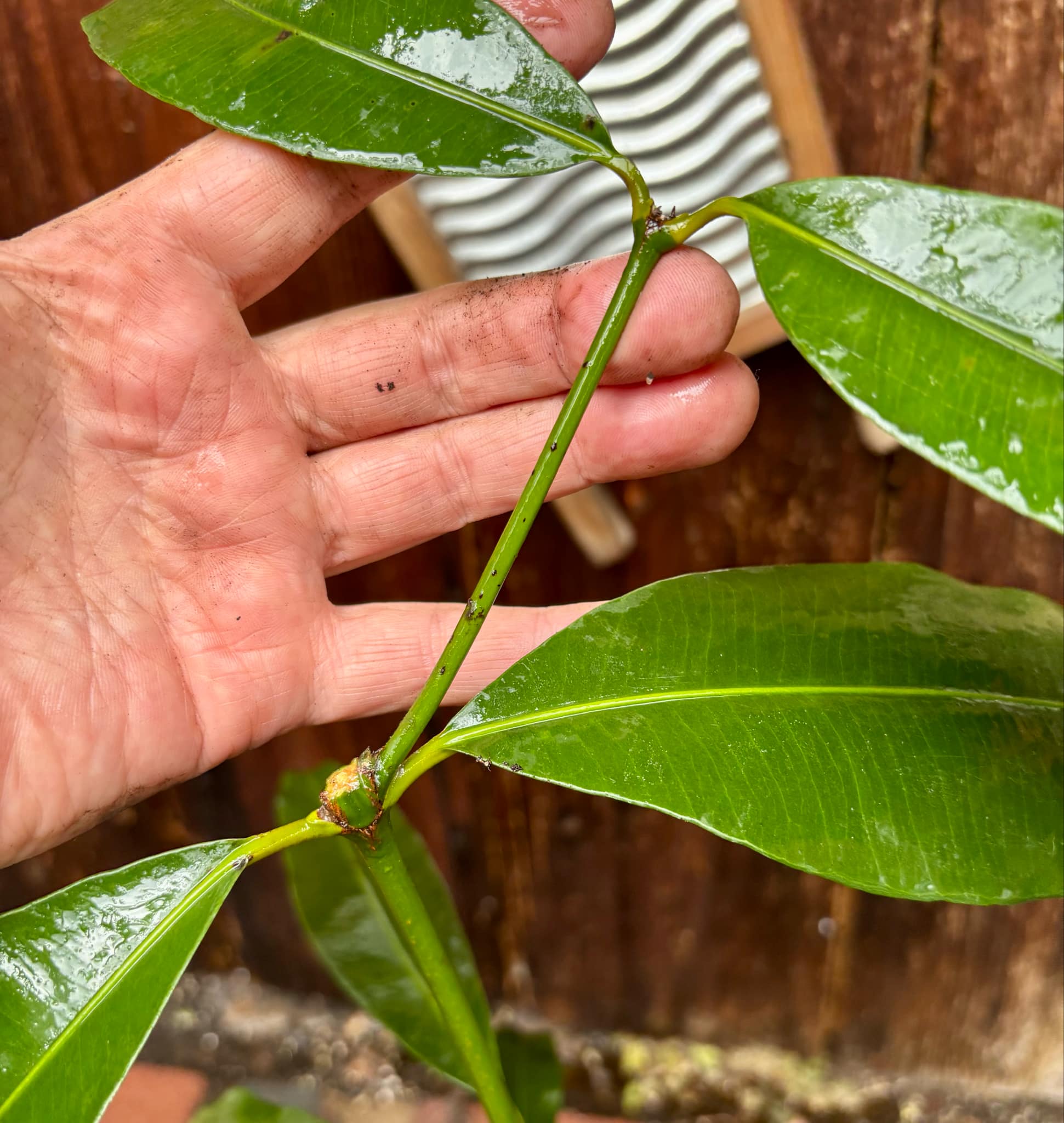 over four years old - Garcinia humilis - Achachairu - 1 potted plant / 1 getopfte Pflanze over four years old - Garcinia humilis - Achachairu - 1 potted plant / 1 getopfte Pflanze