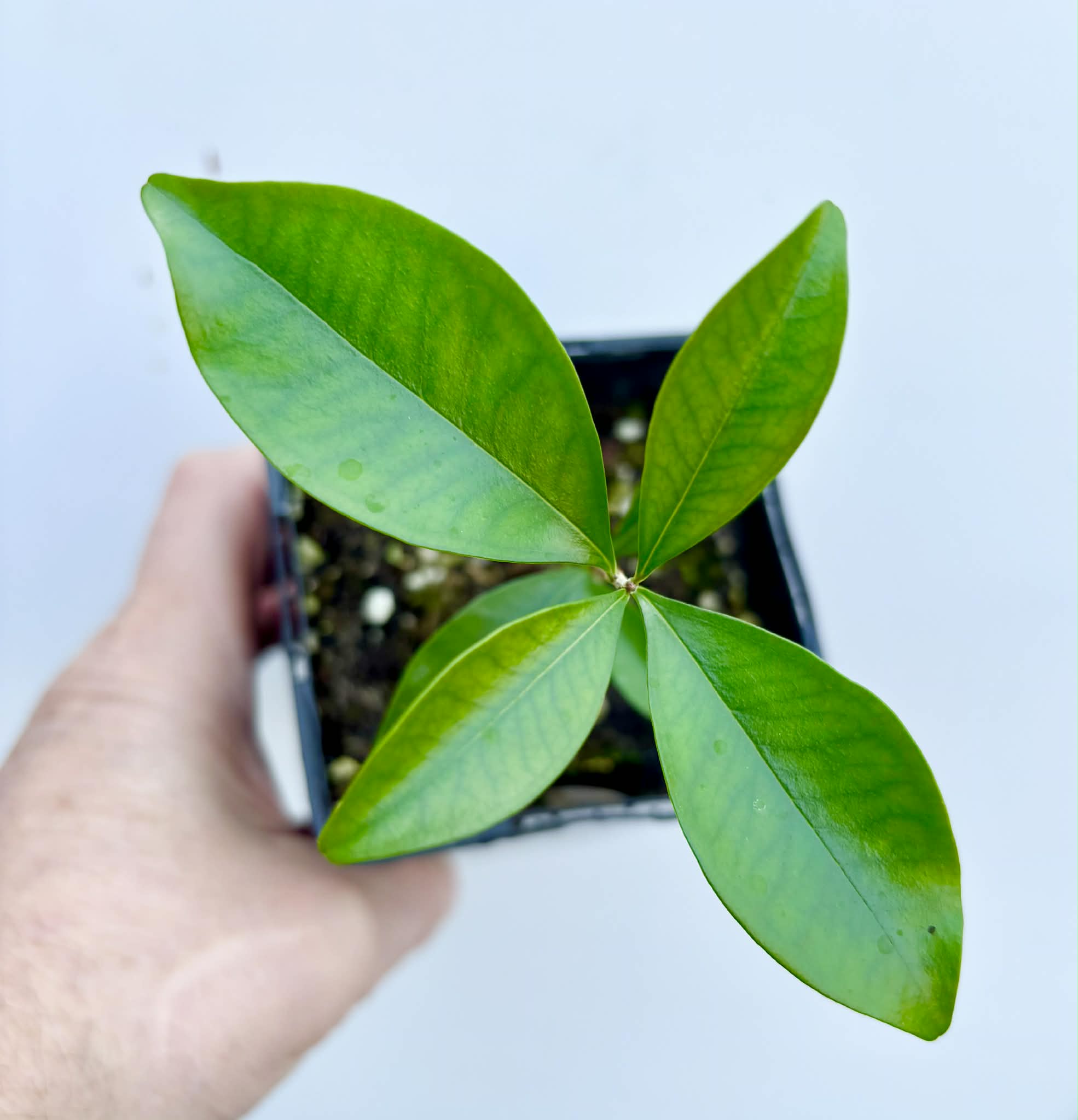 Eugenia sp Nova Rio Guari - 1 potted seedling / 1 getopfter Sämling