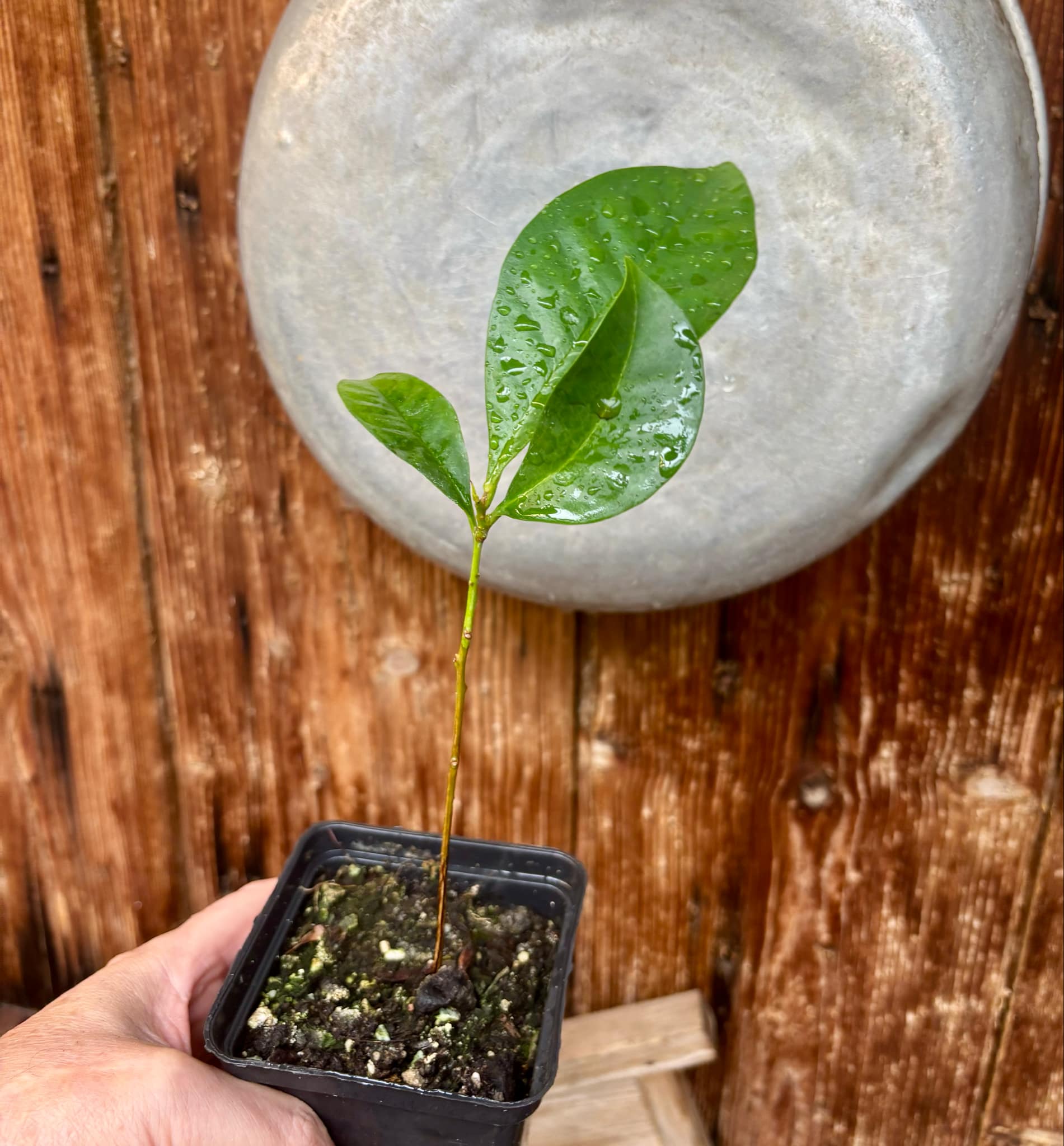 Syzygium sp Khao Luang - 1 potted plant / 1 getopfte Pflanze Syzygium sp Khao Luang - 1 potted plant / 1 getopfte Pflanze